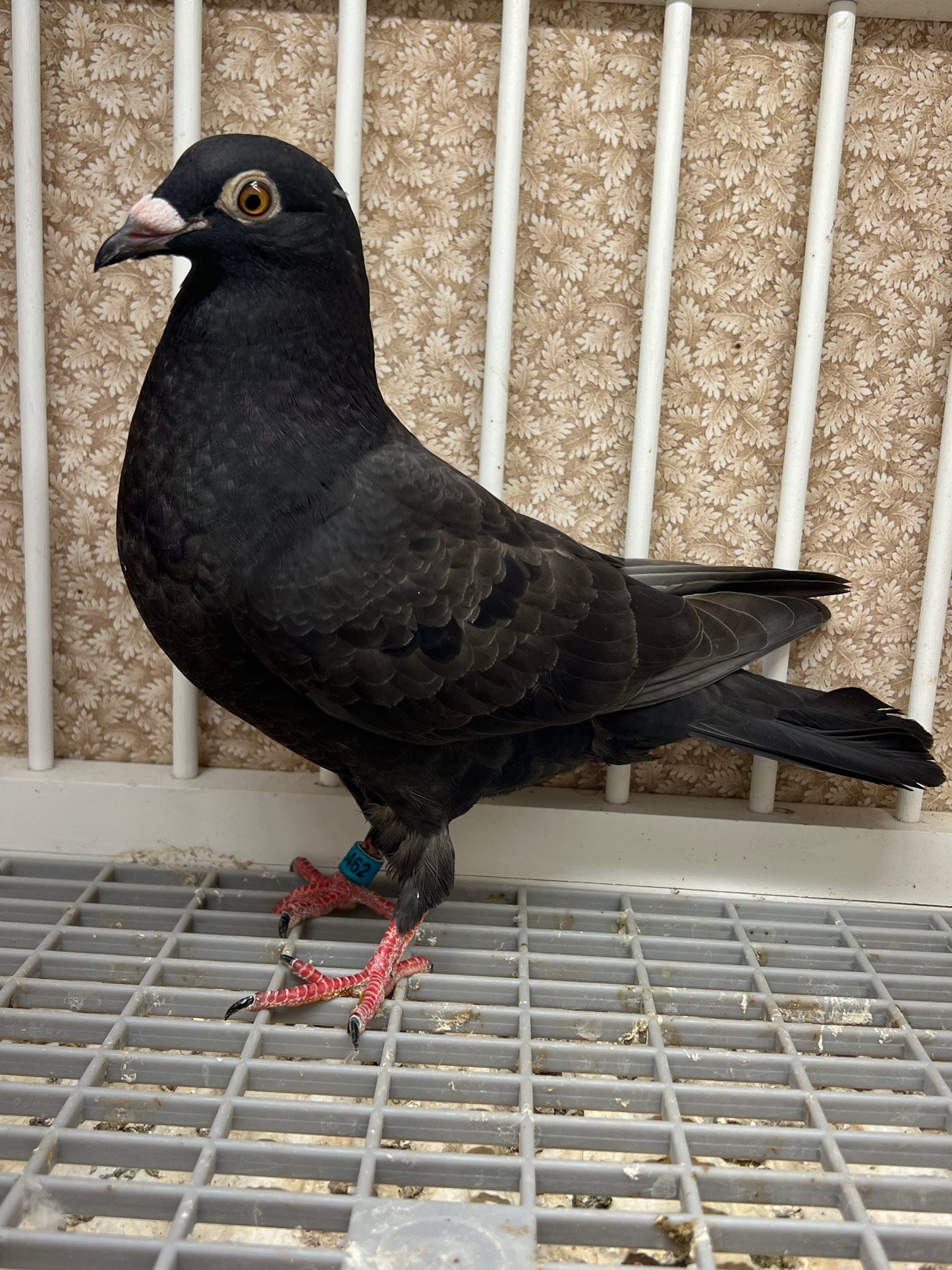 2025 Black Eagle Pigeon "GRPC 5462”(HEN)