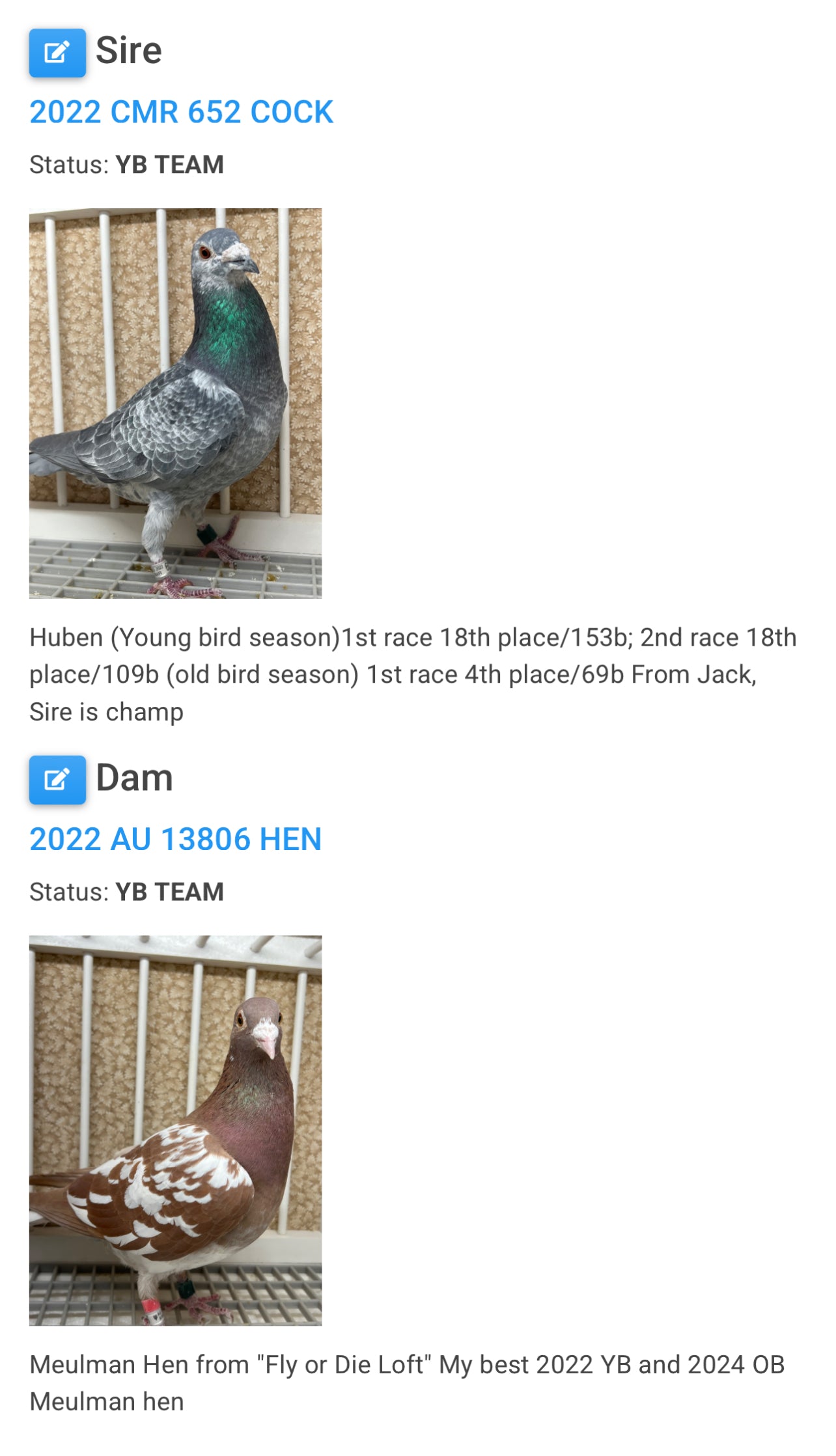 Racing Pigeon (GRPC 5613)