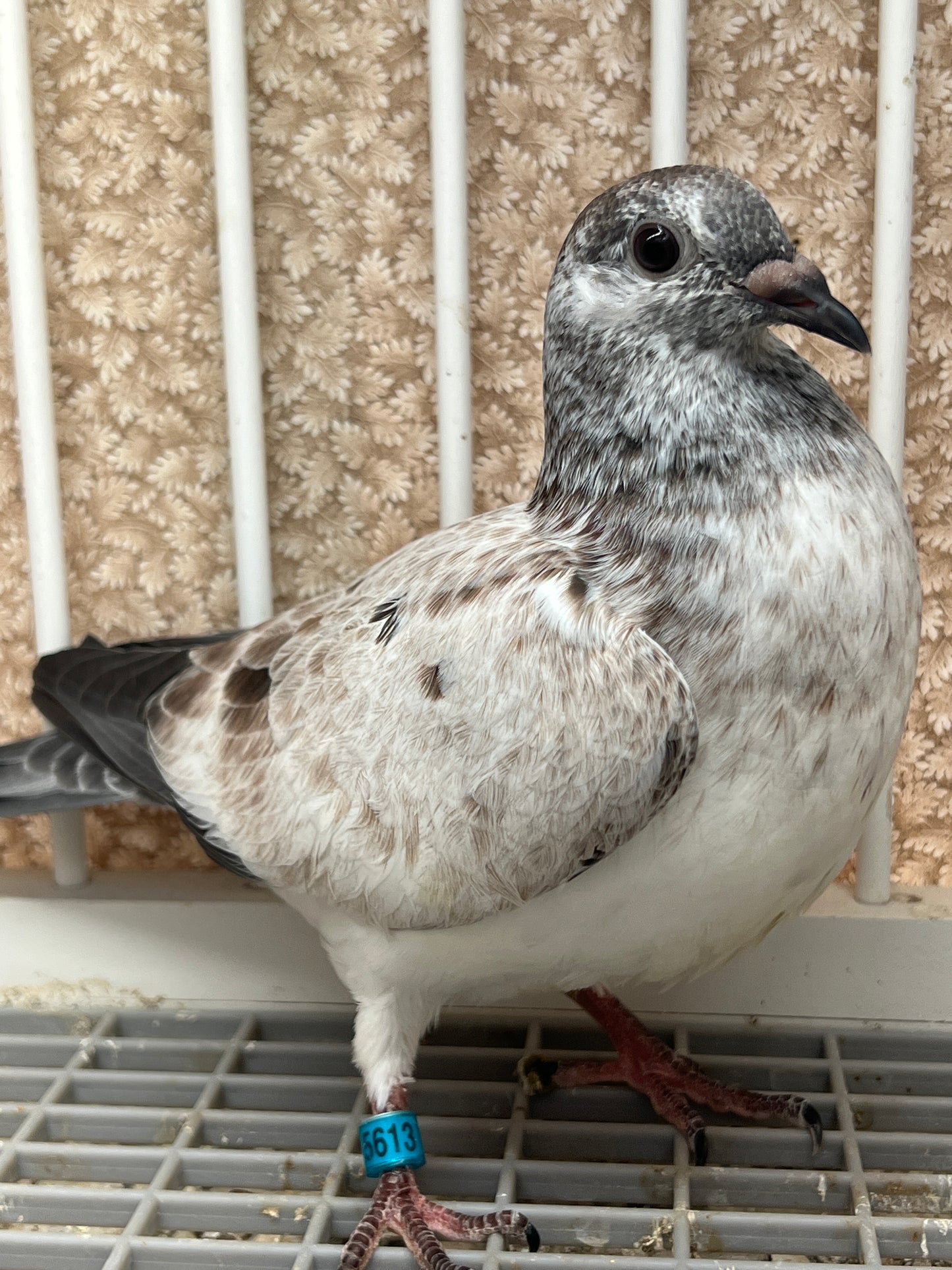 Racing Pigeon (GRPC 5613)