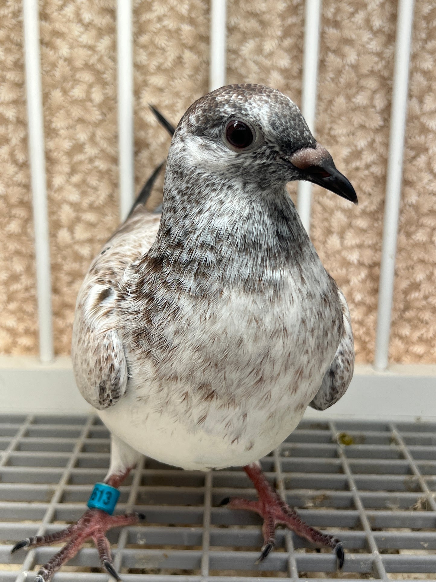 Racing Pigeon (GRPC 5613)