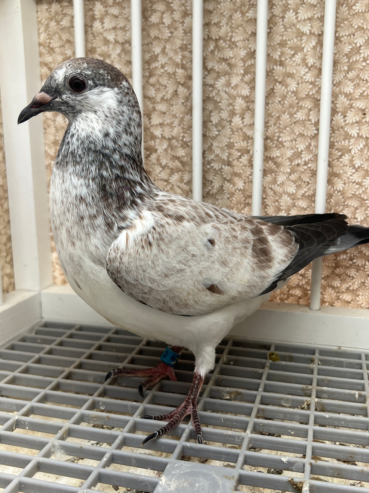 Racing Pigeon (GRPC 5613)
