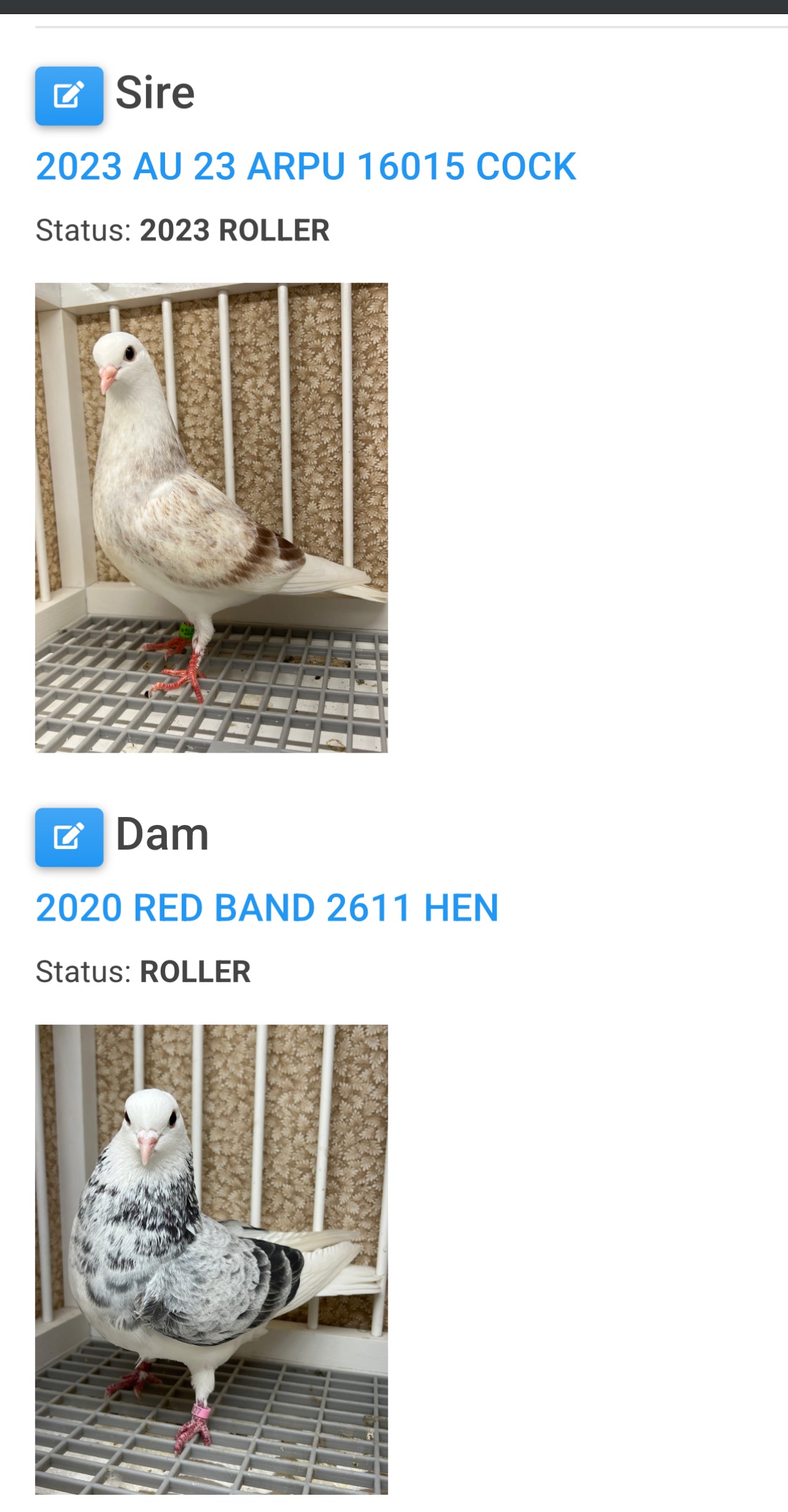 Birmingham Roller Pigeon (5611)