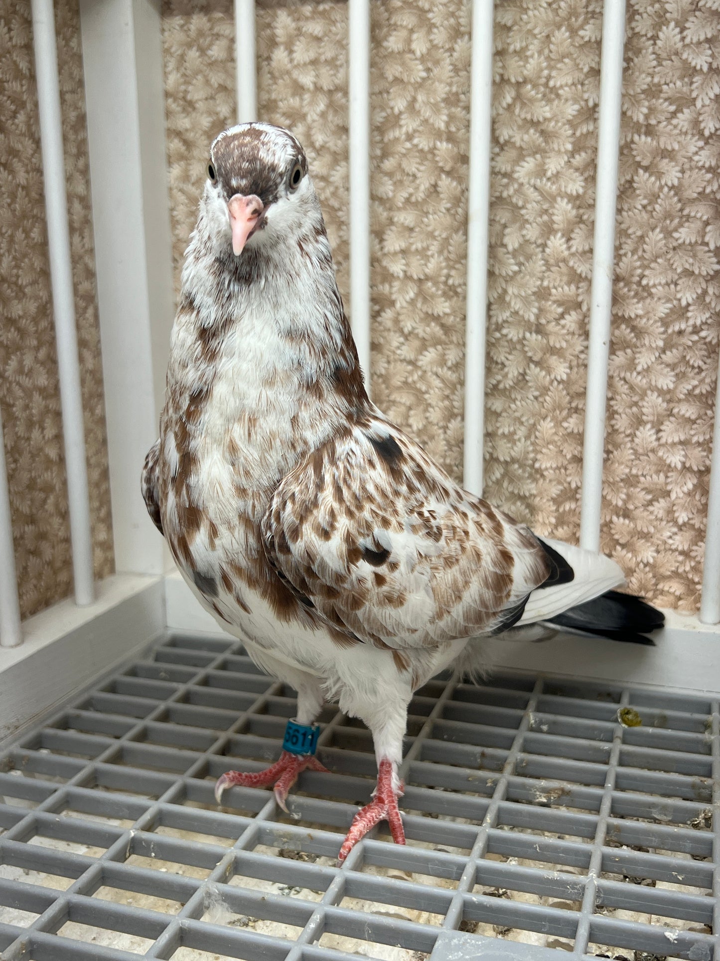 Birmingham Roller Pigeon (5611)