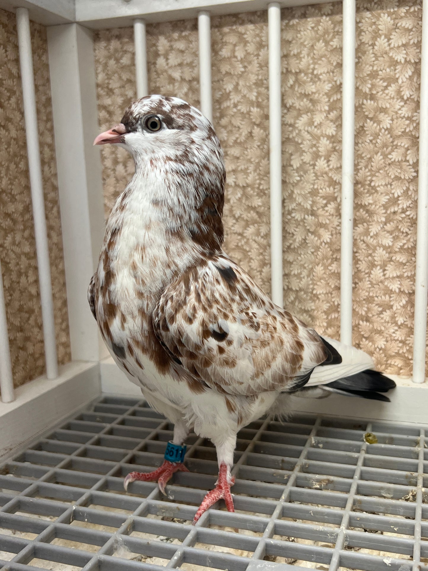 Birmingham Roller Pigeon (5611)