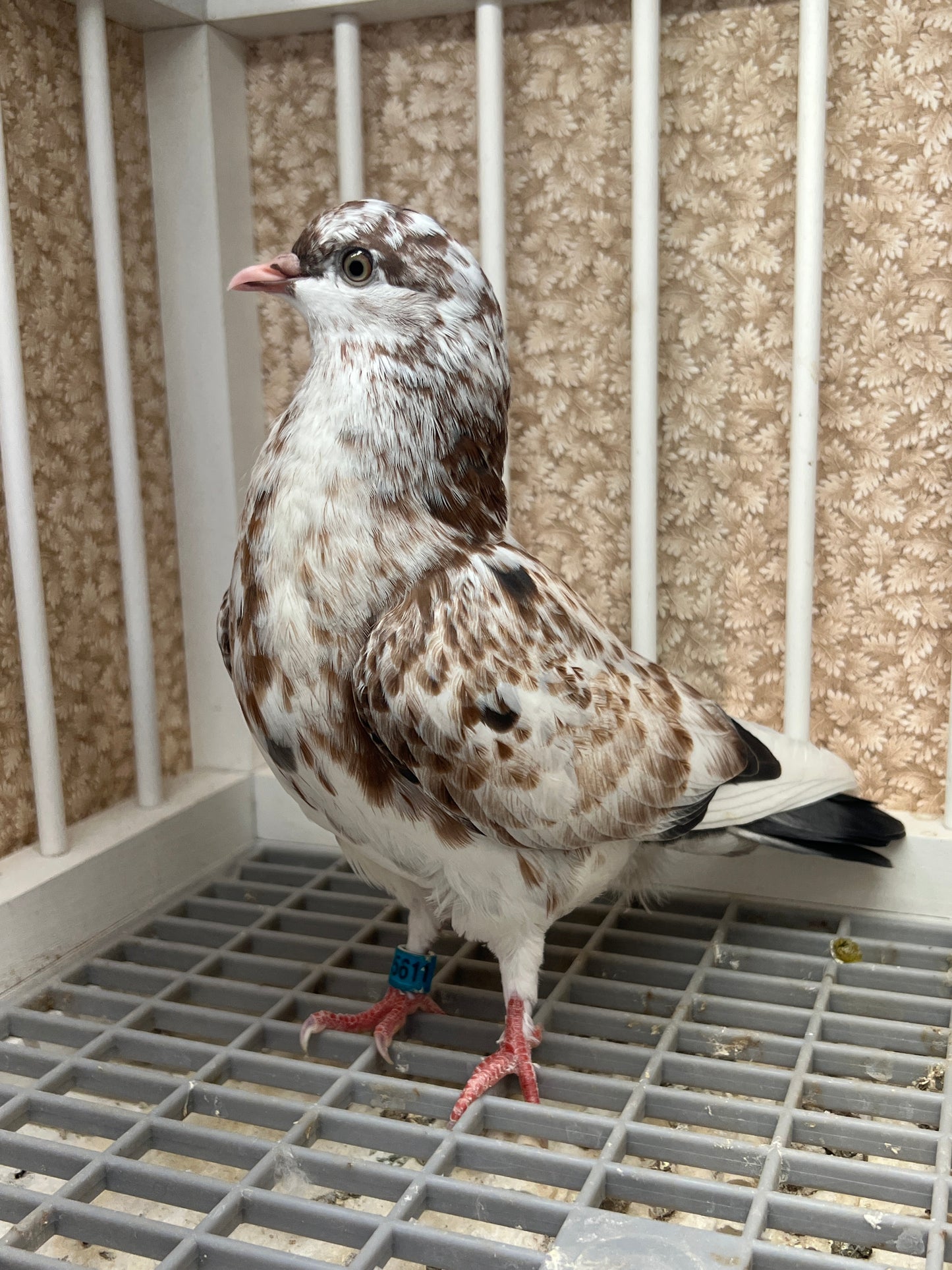 Birmingham Roller Pigeon (5611)