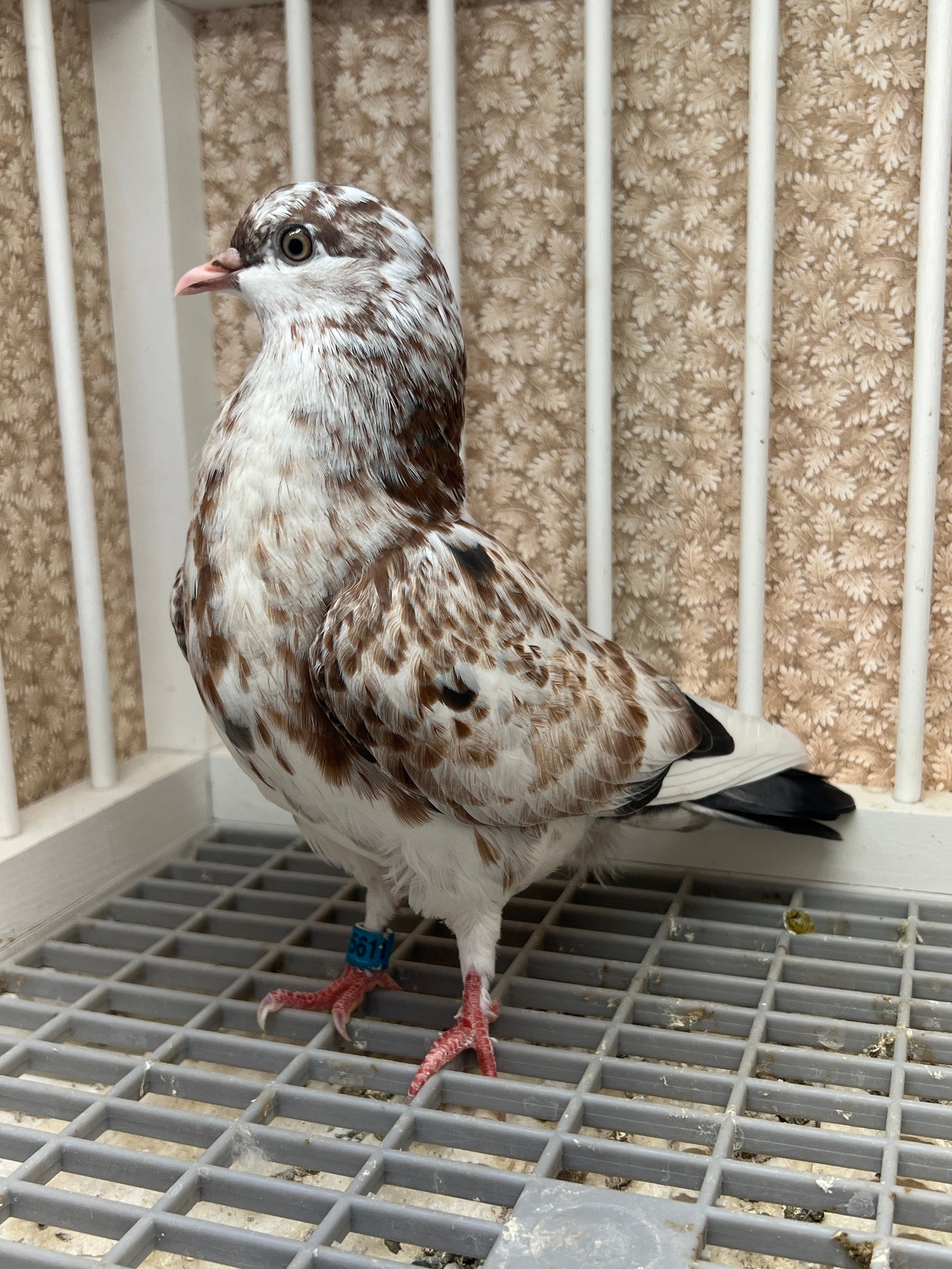 Birmingham Roller Pigeon (5611)