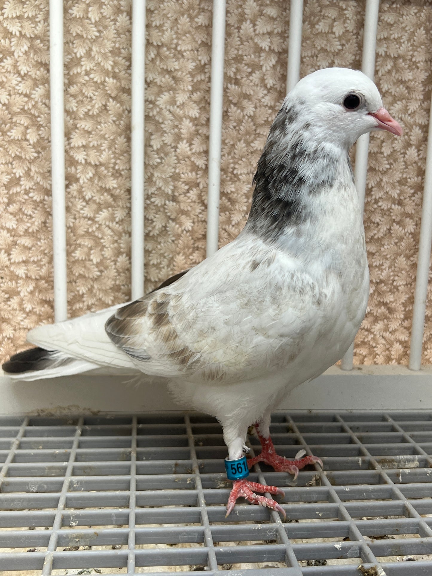Birmingham Roller Pigeon (5610)