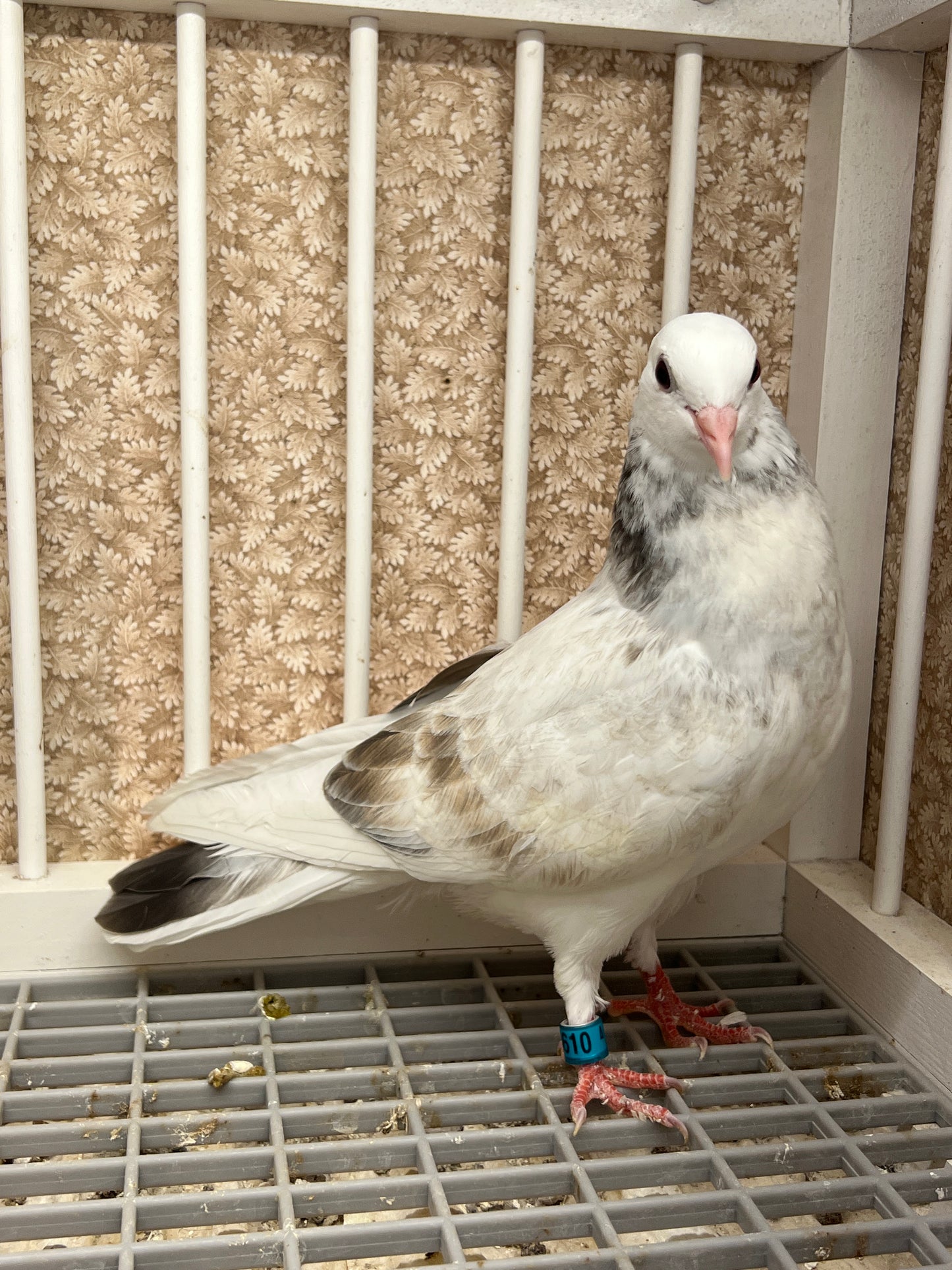 Birmingham Roller Pigeon (5610)