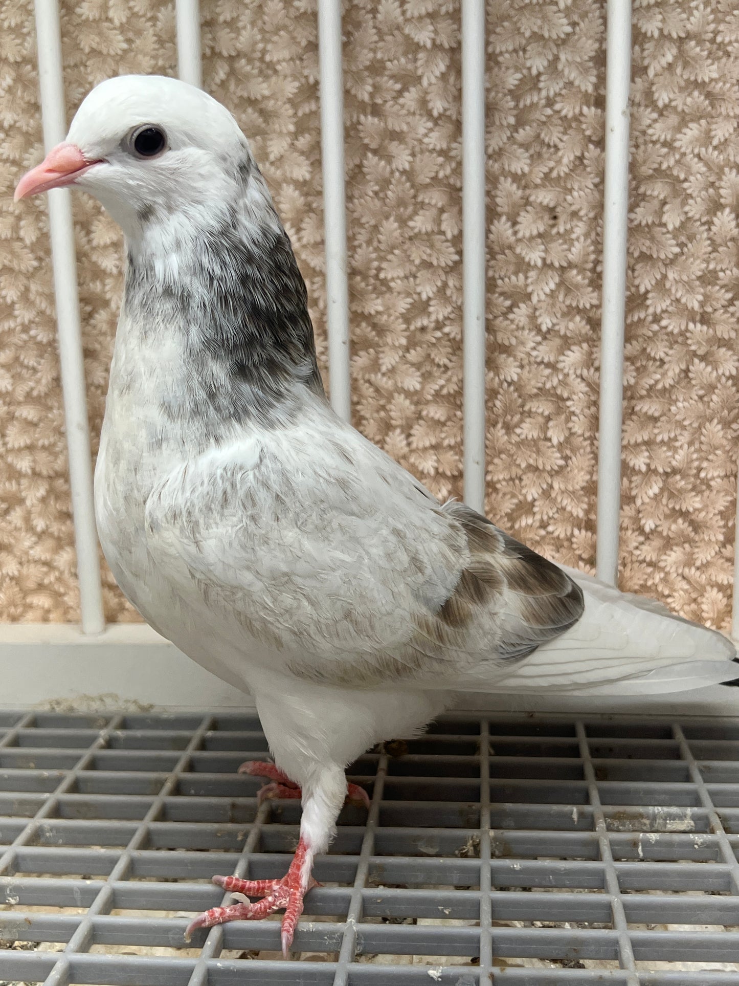 Birmingham Roller Pigeon (5610)
