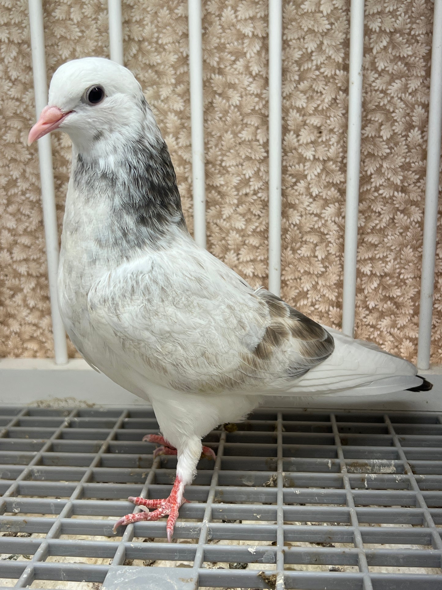 Birmingham Roller Pigeon (5610)
