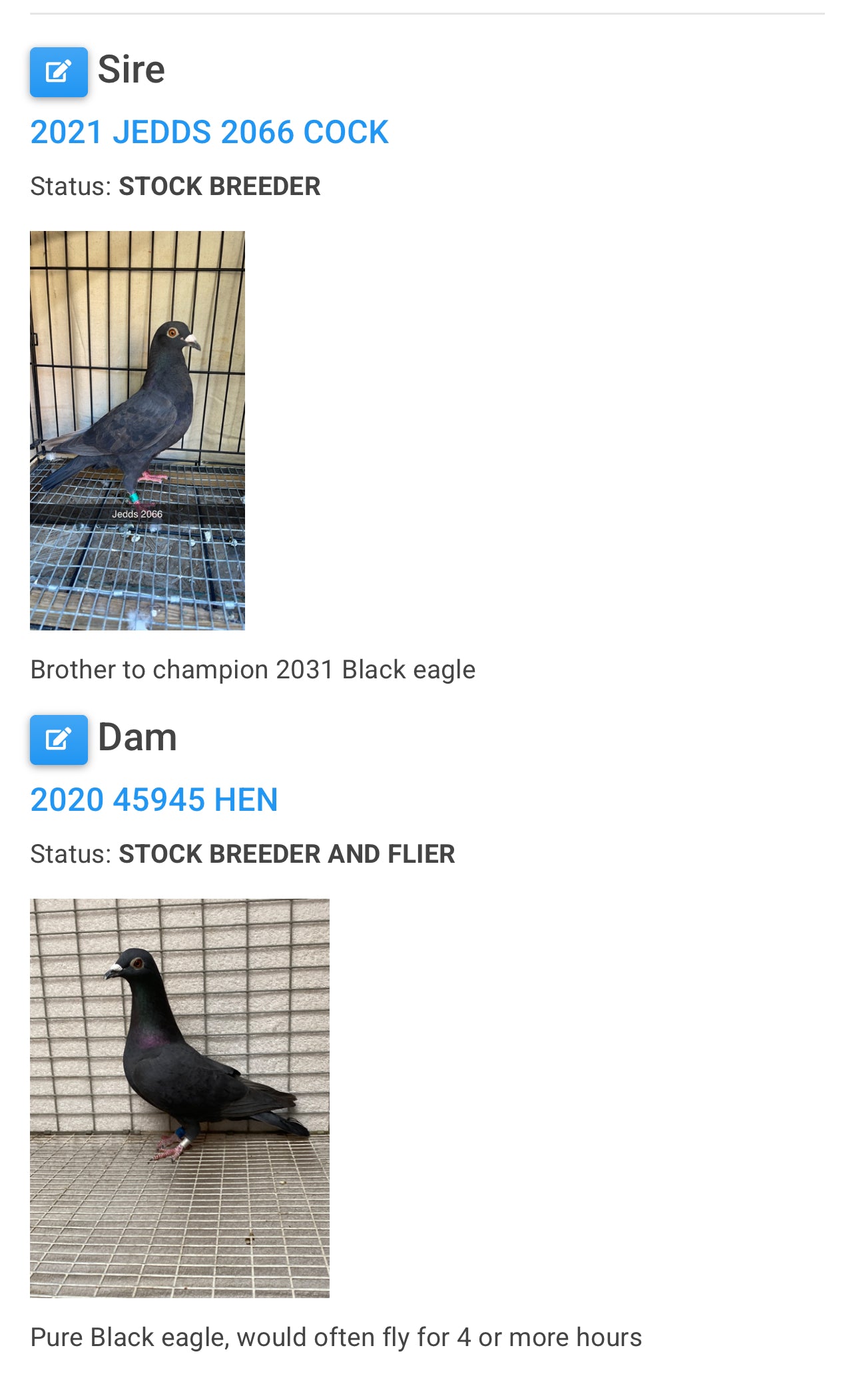 2025 Black Eagle Pigeon "GRPC 5614”