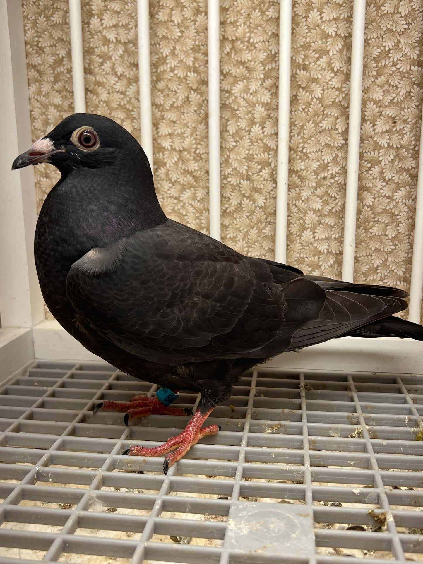 2025 Black Eagle Pigeon "GRPC 5614”
