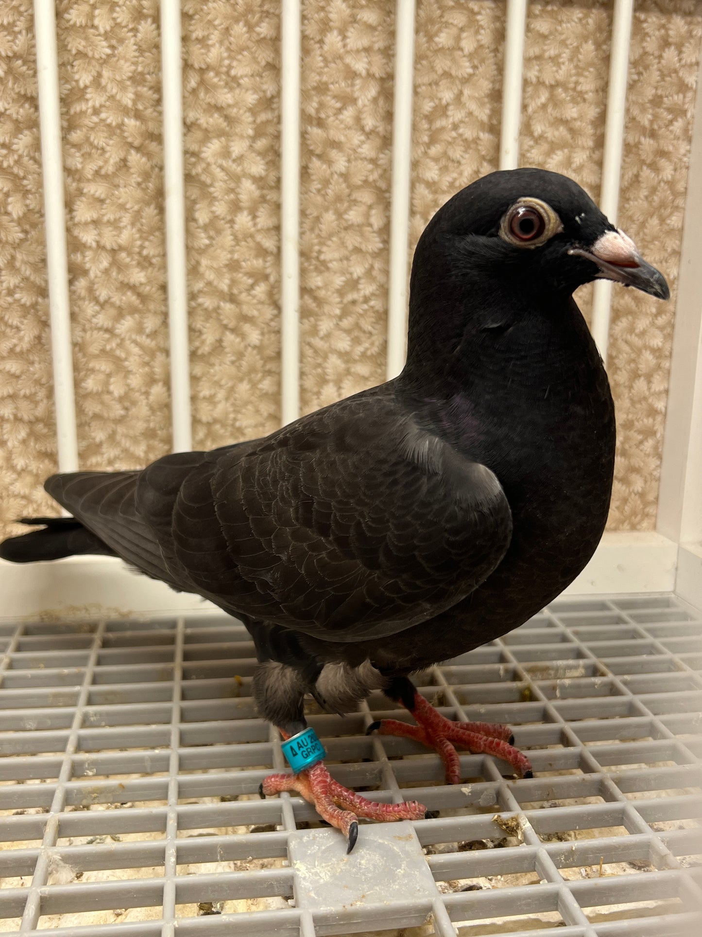 2025 Black Eagle Pigeon "GRPC 5614”