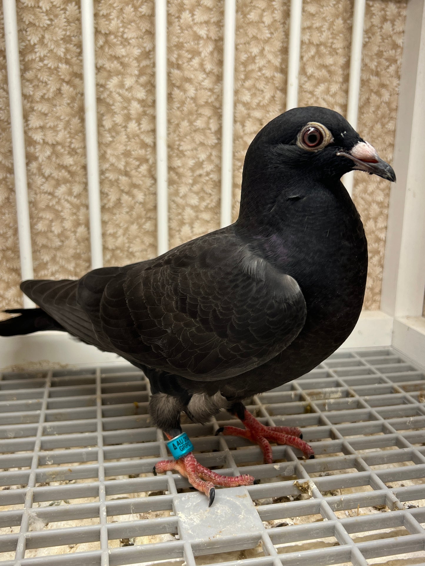 2025 Black Eagle Pigeon "GRPC 5614”