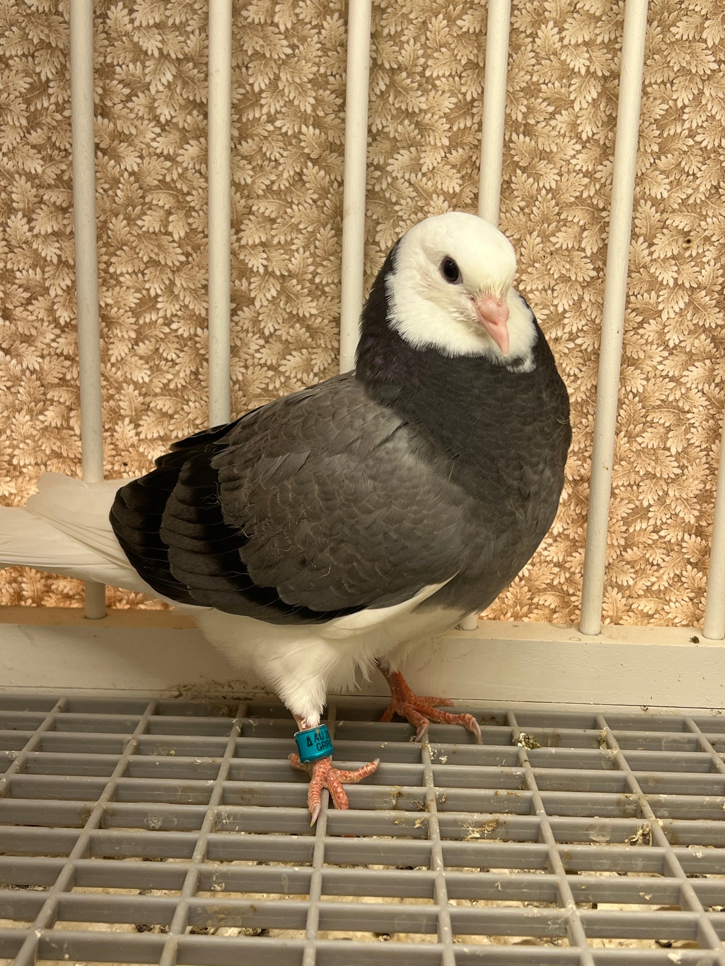 Birmingham Roller Pigeon "GRPC 5620”