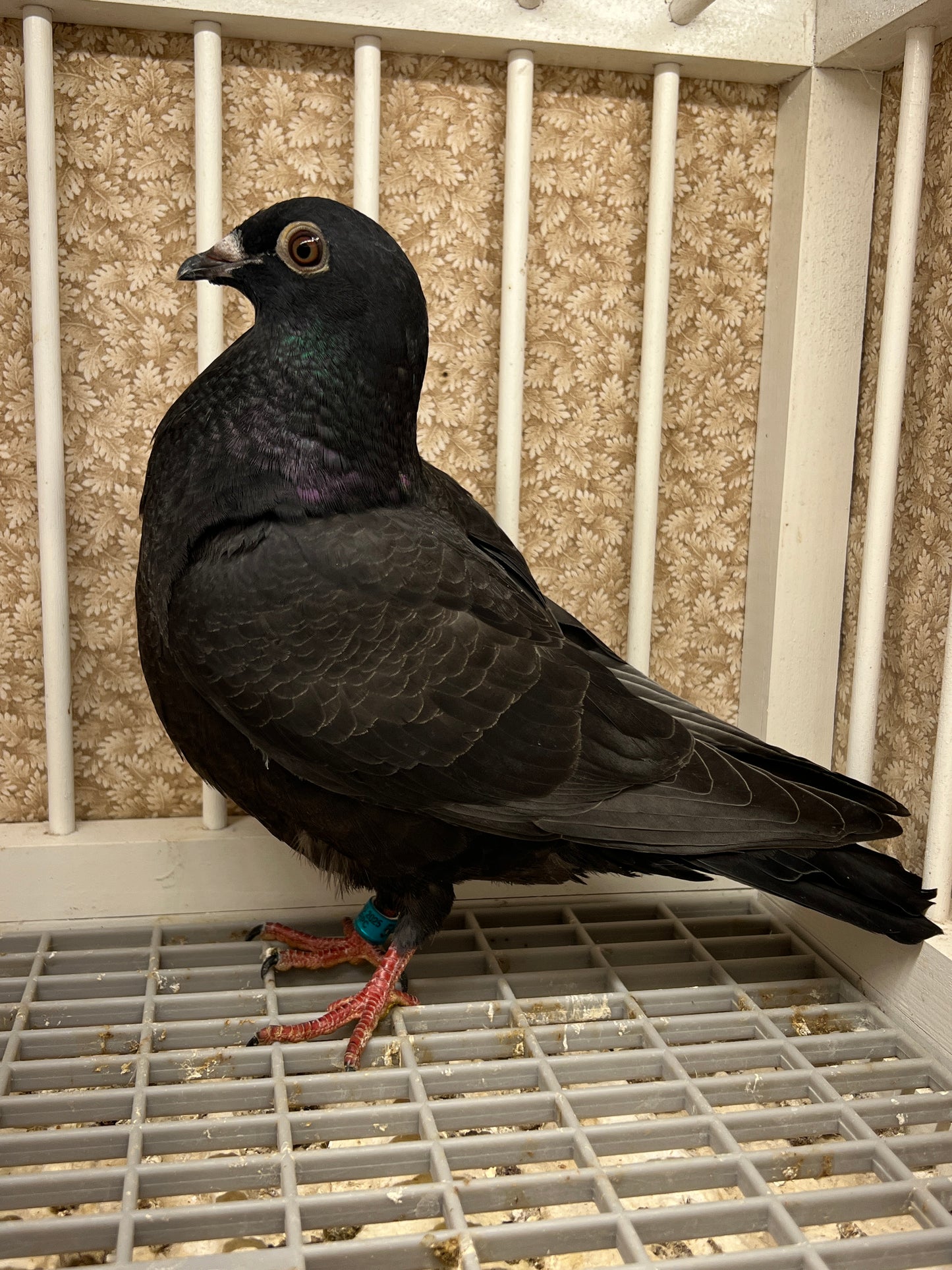 2025 Black Eagle Pigeon "GRPC 5615”