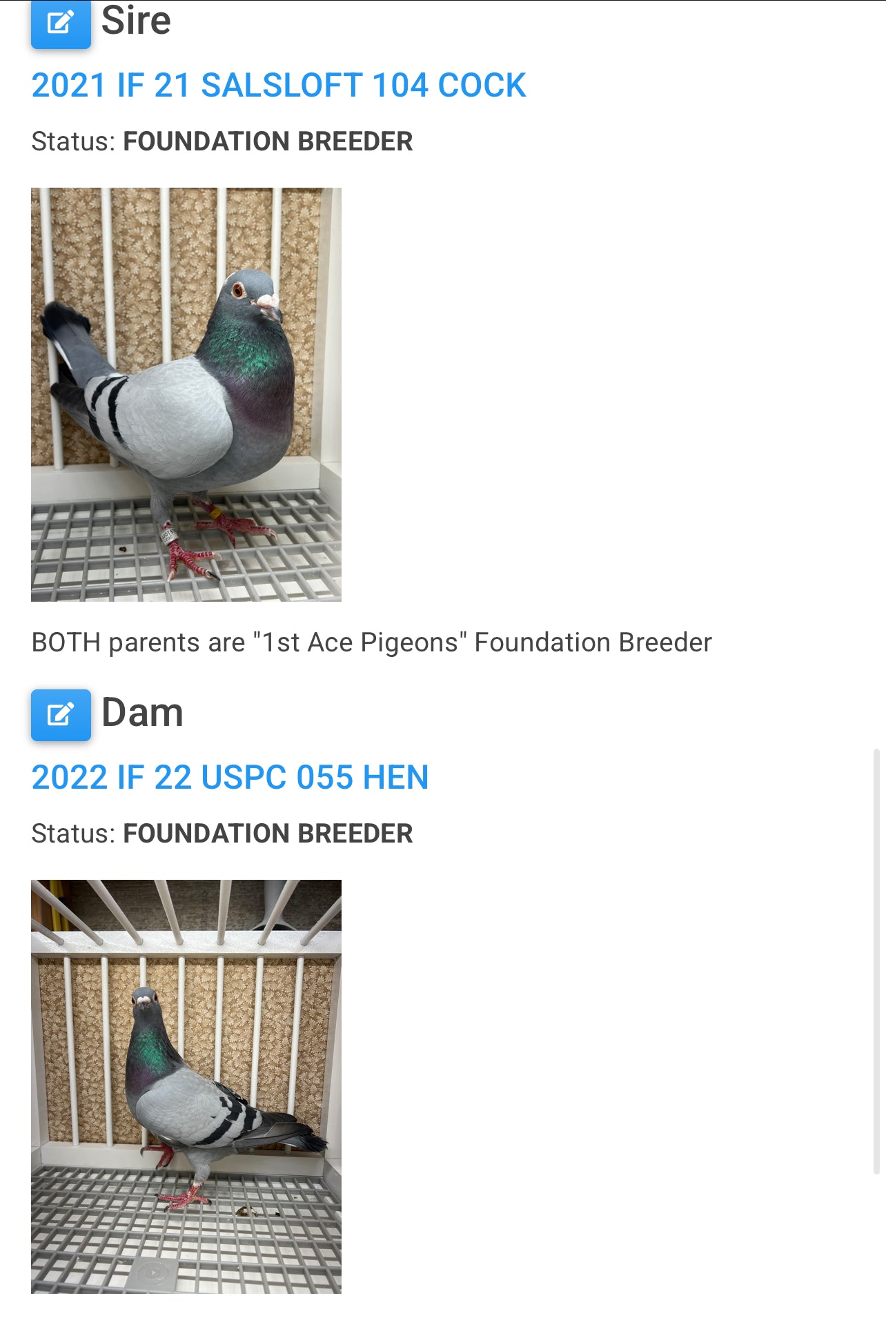 Racing Pigeon "RRL 376”
