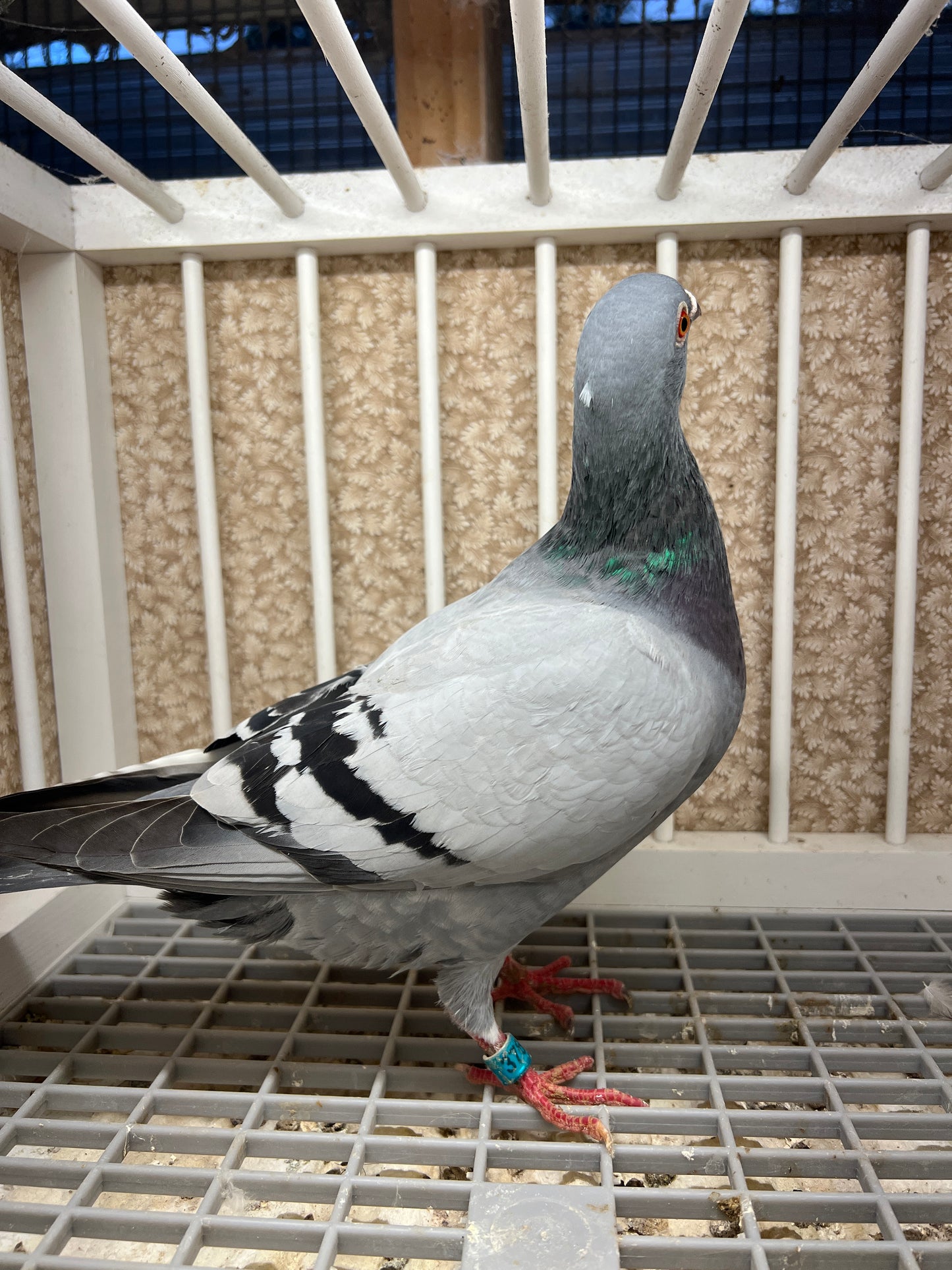 Racing Pigeon "RRL 376”