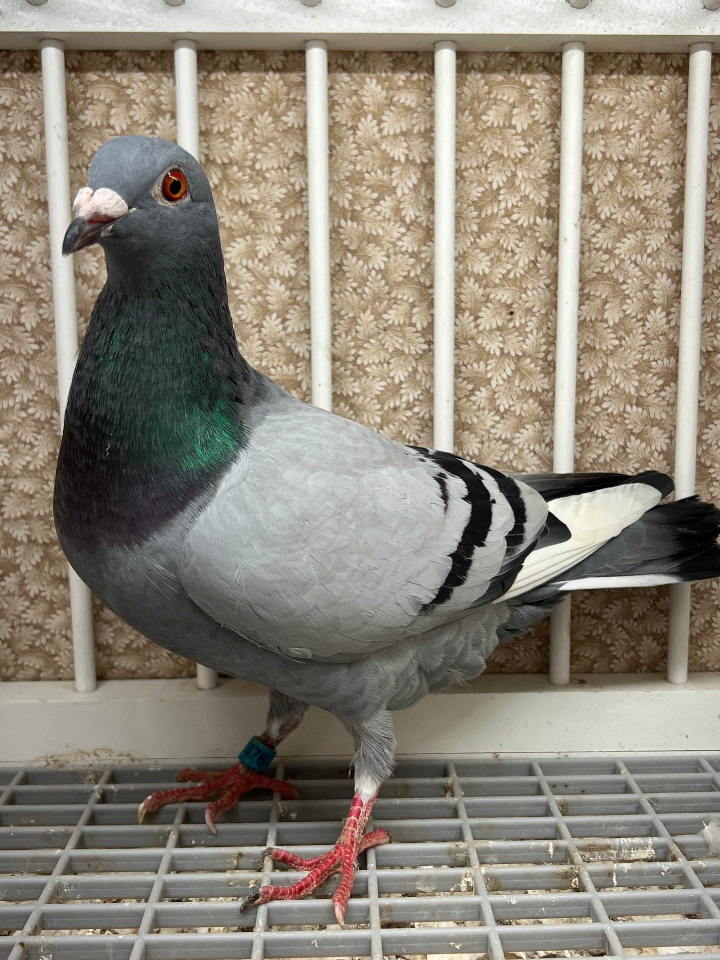 Racing Pigeon "RRL 376”