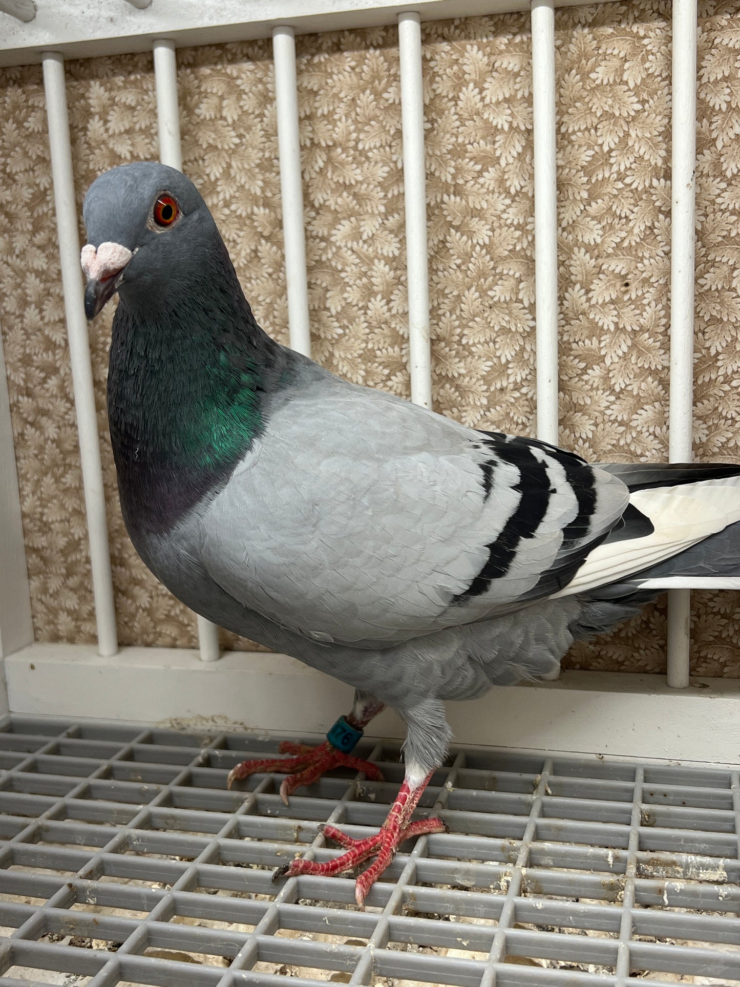 Racing Pigeon "RRL 376”