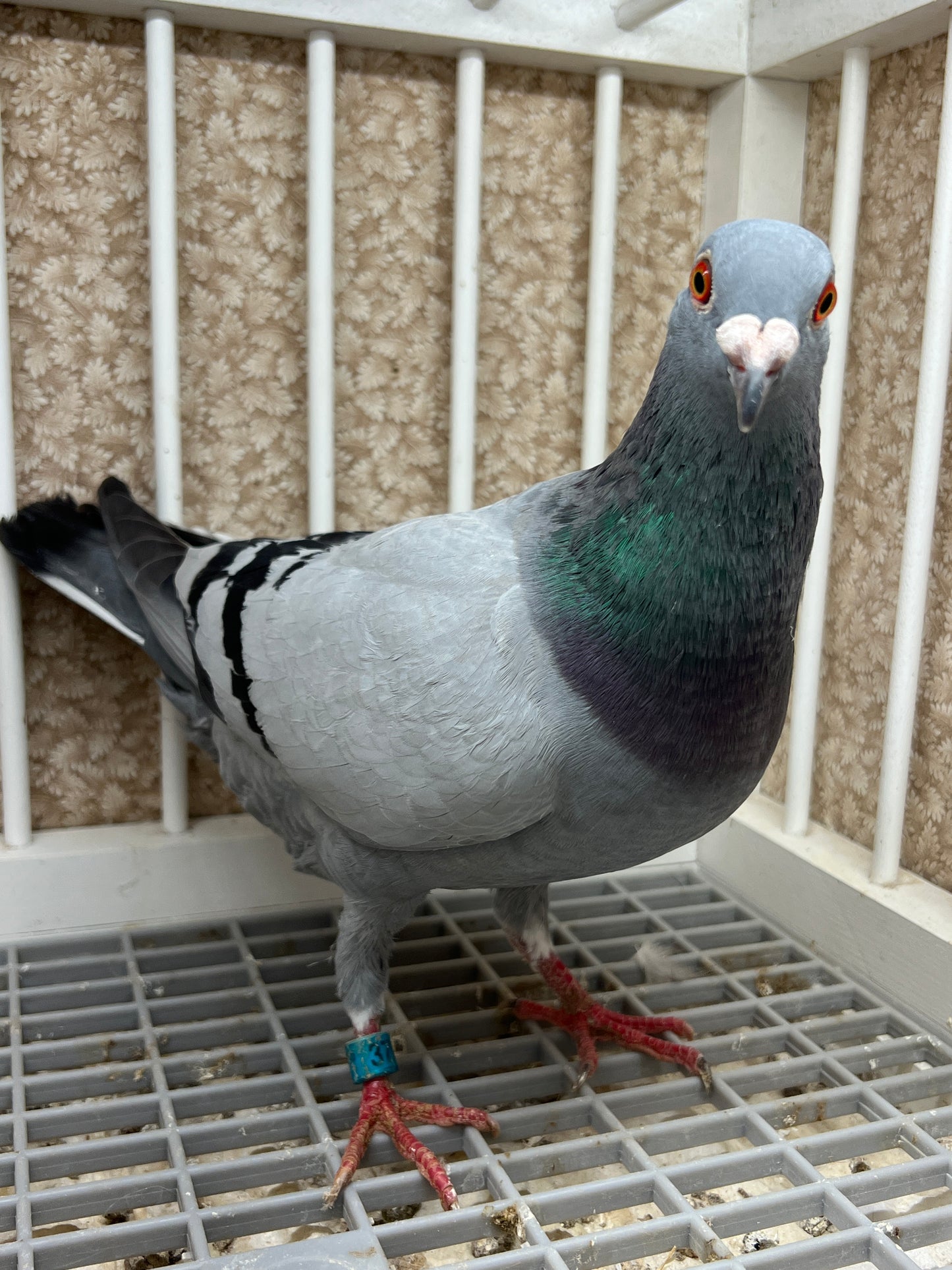 Racing Pigeon "RRL 376”