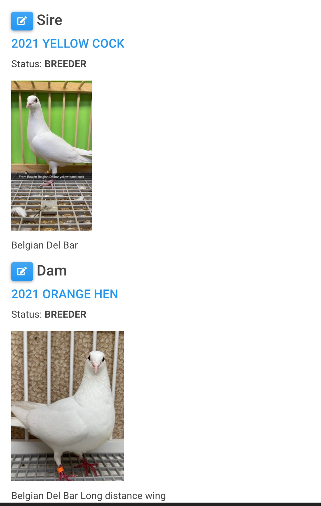 2025 Pure White Belgian Del bar “GRPC 5621”