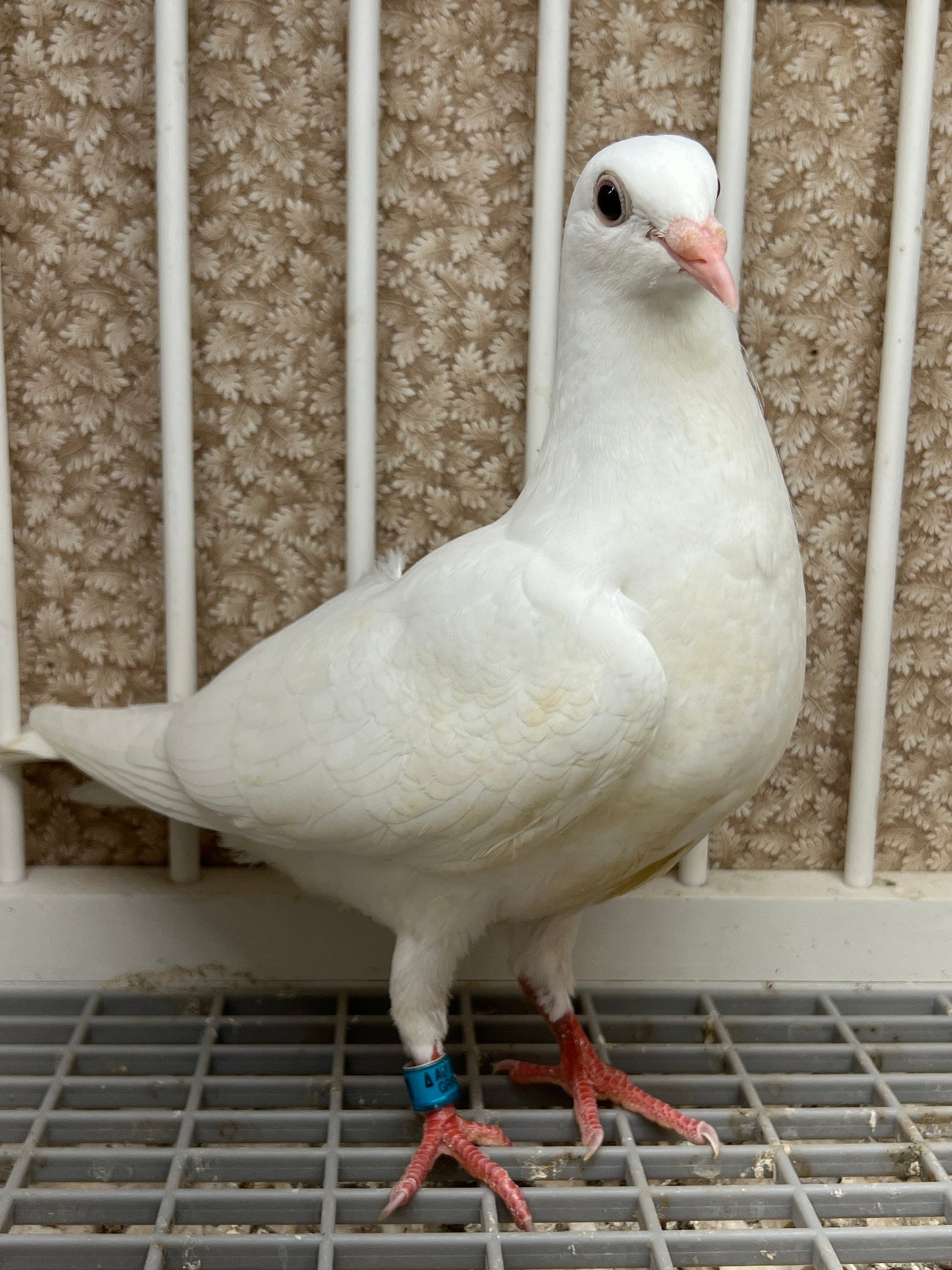 2025 Pure White Belgian Del bar “GRPC 5621”