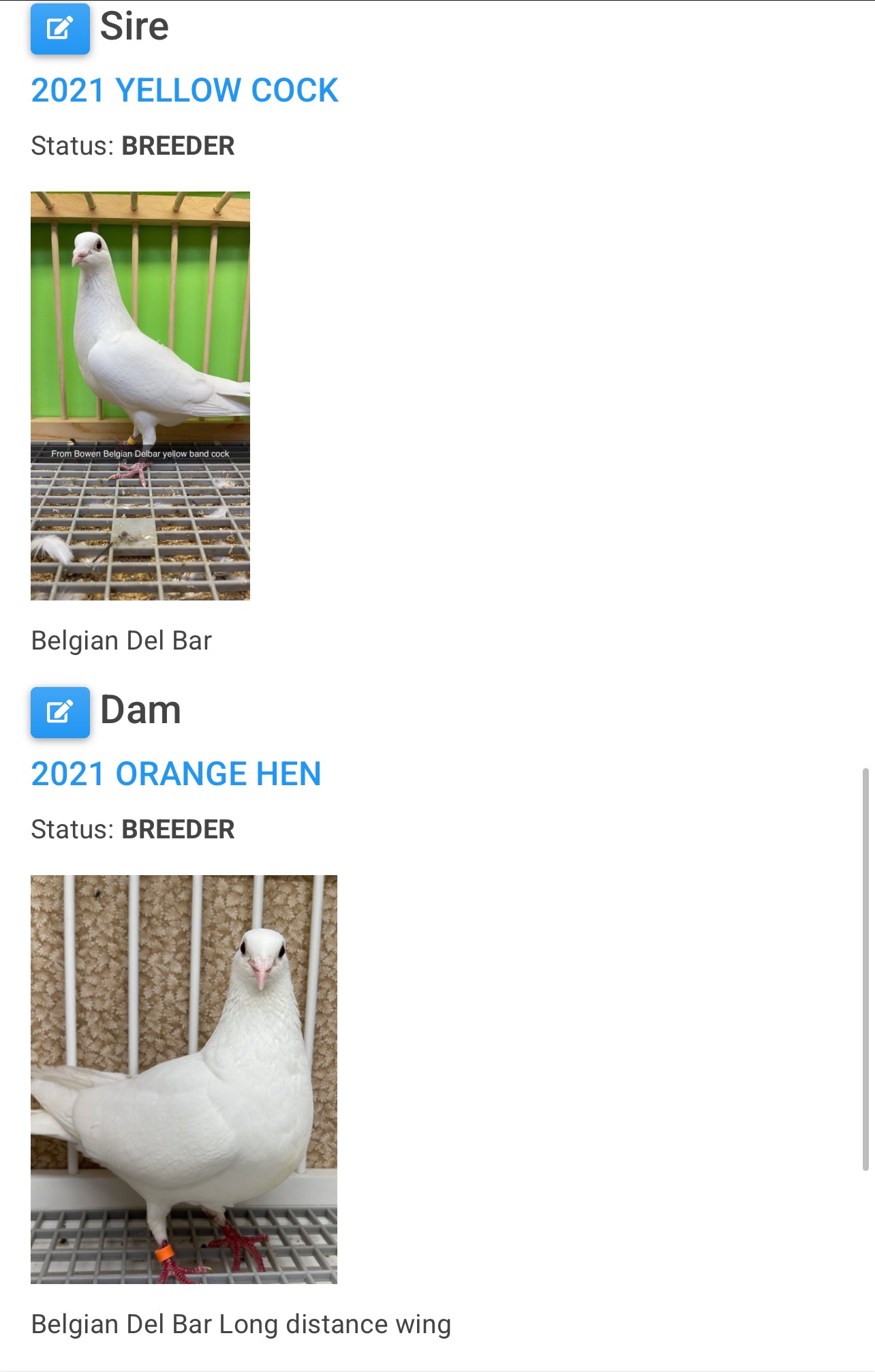 2025 Pure White Belgian Del bar “GRPC 5622”