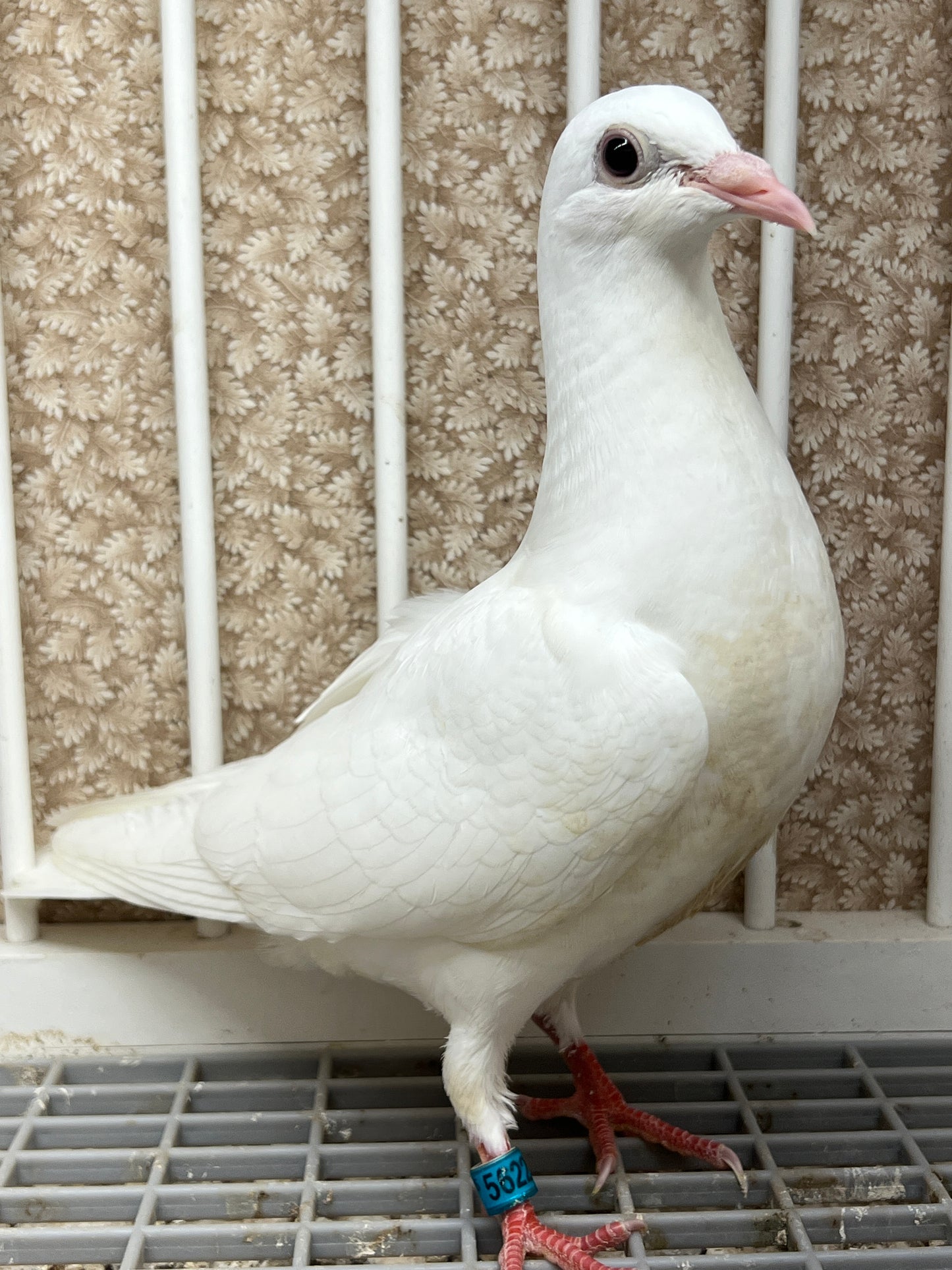 2025 Pure White Belgian Del bar “GRPC 5622”
