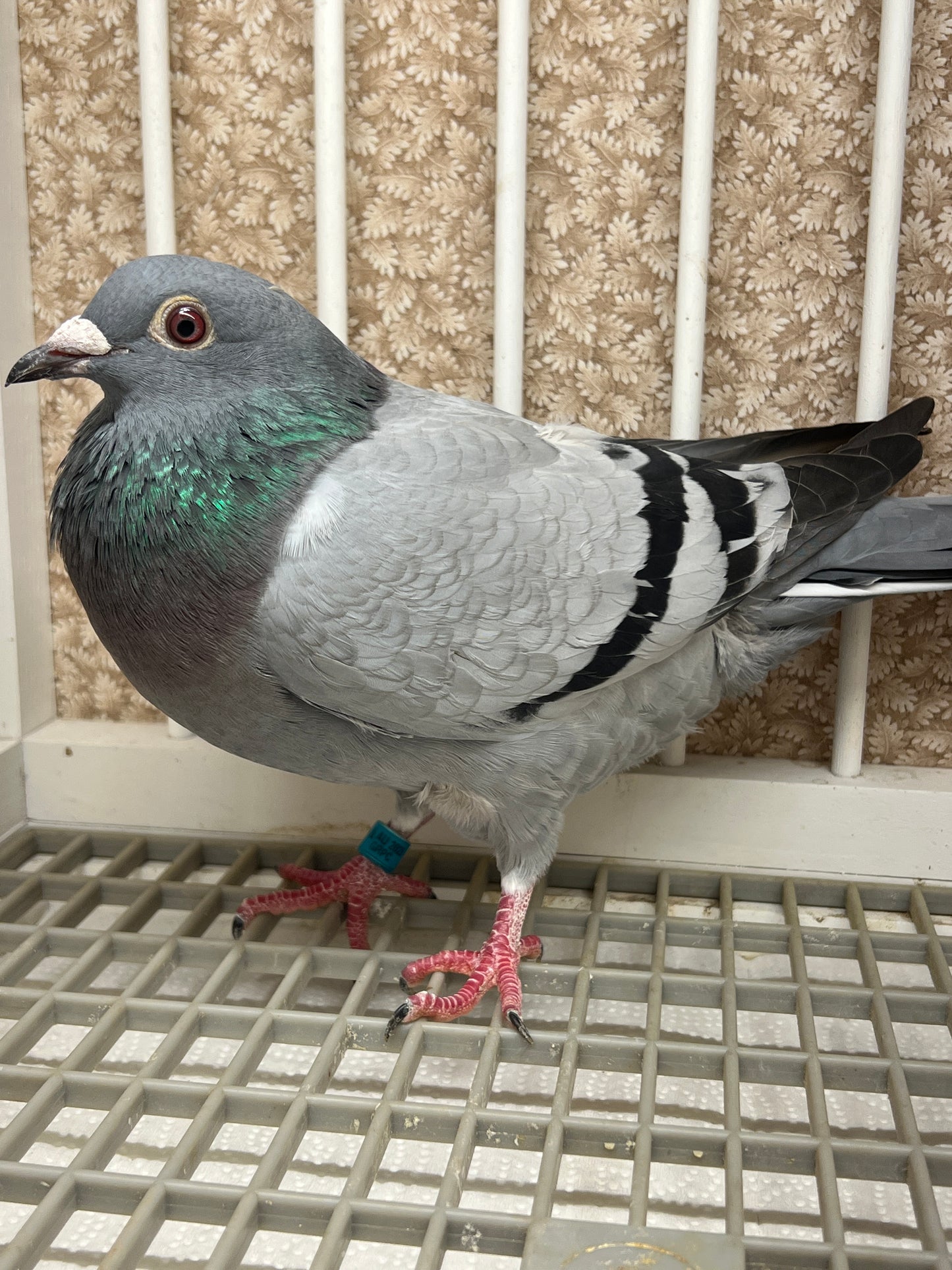 Racing Pigeon "GRPC 5405”