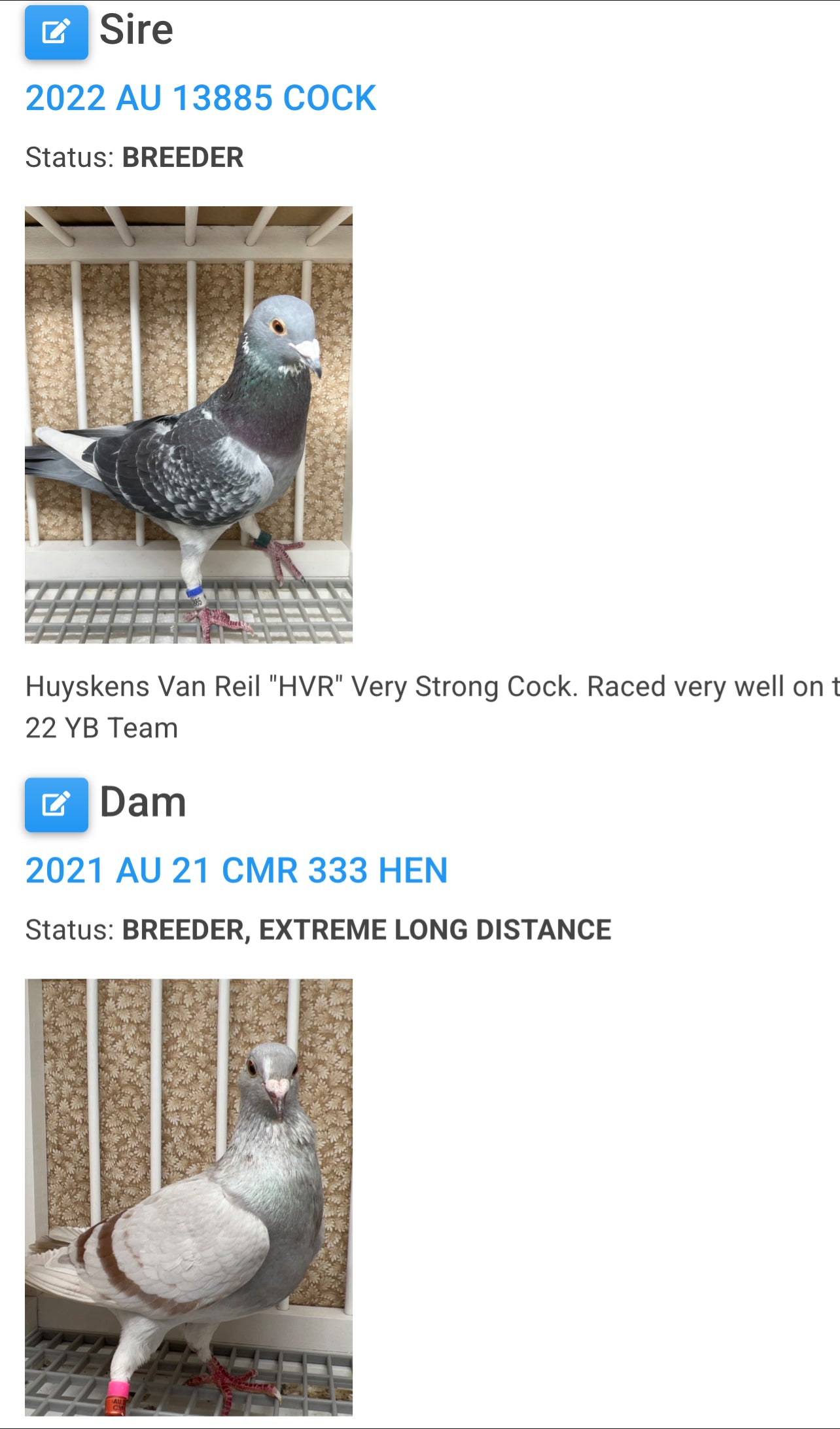 Racing Pigeon (GRPC 5425)