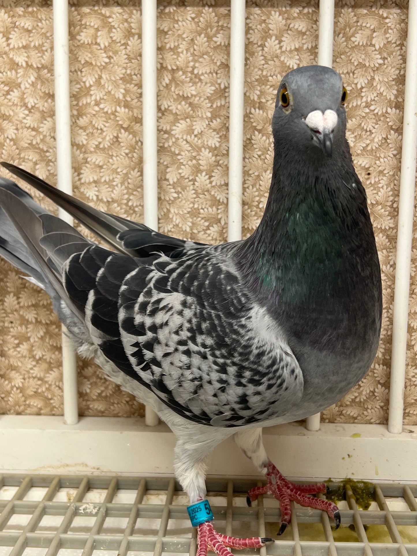Racing Pigeon (GRPC 5425)