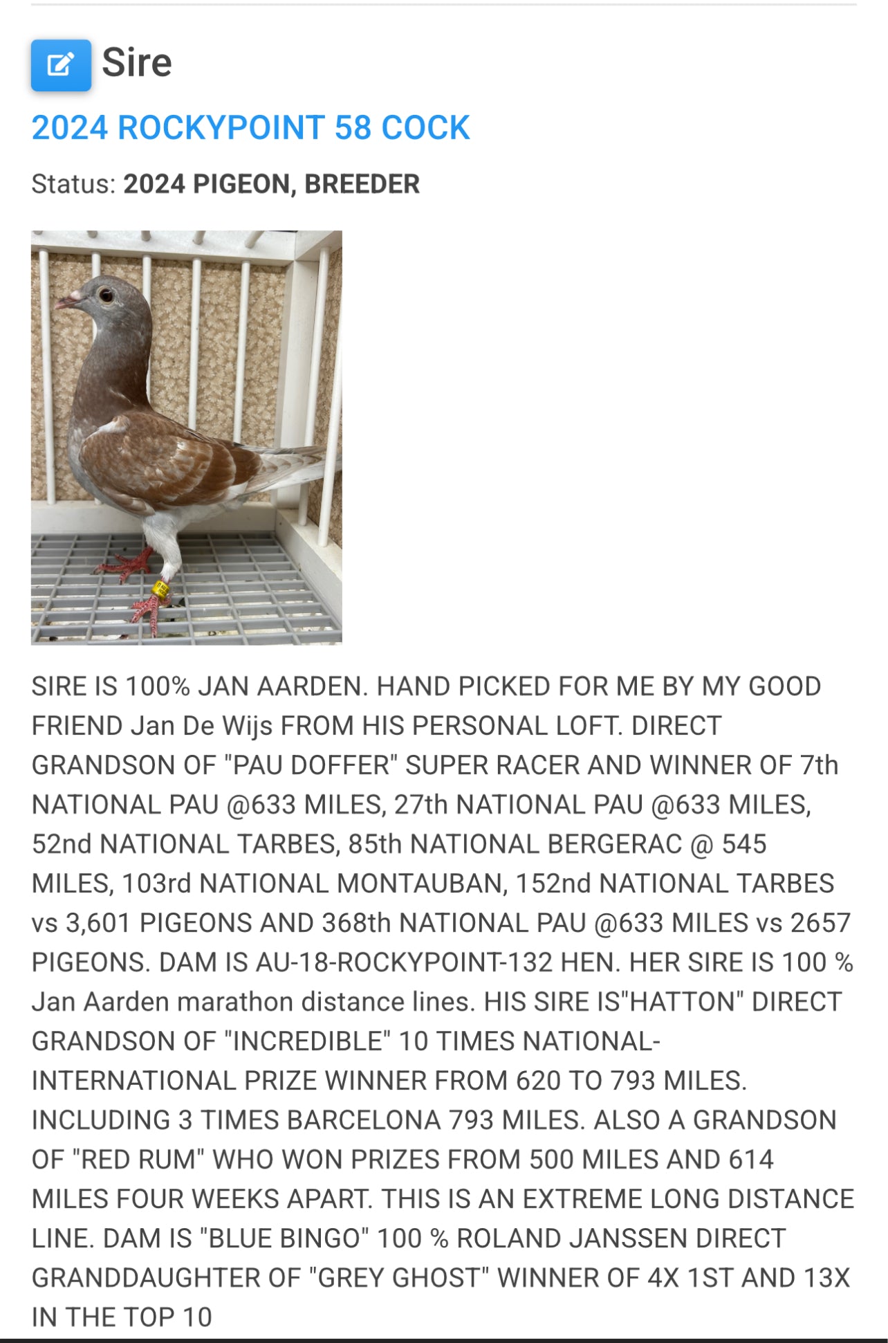 Racing Pigeon (RRL 493)(COCK)