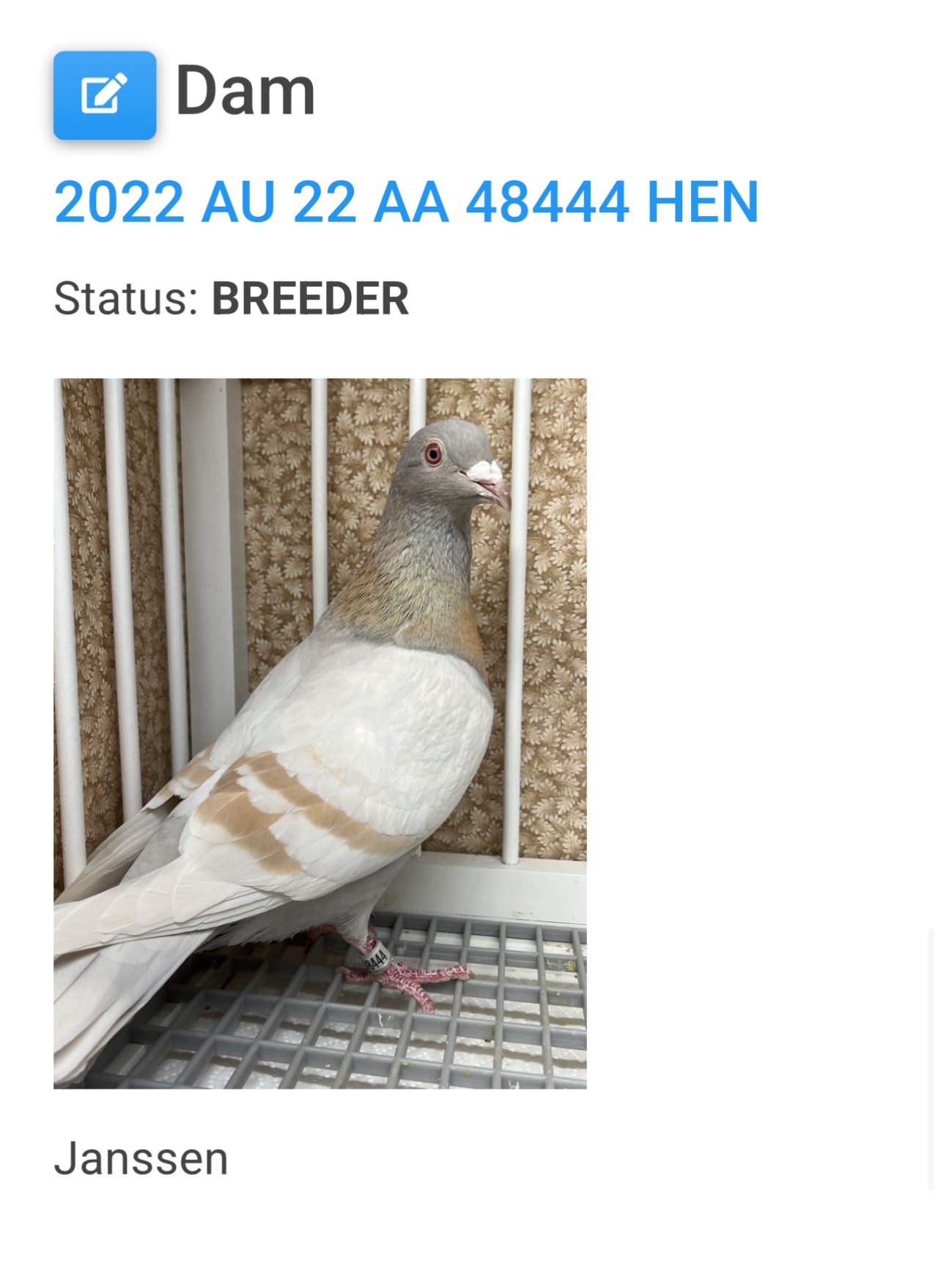 Racing Pigeon (RRL 493)(COCK)