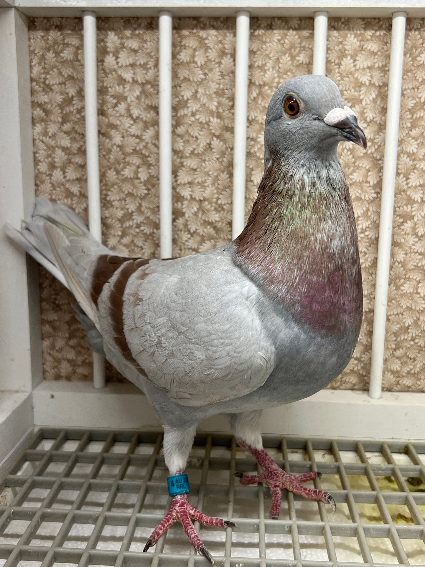 Racing Pigeon (RRL 493)(COCK)
