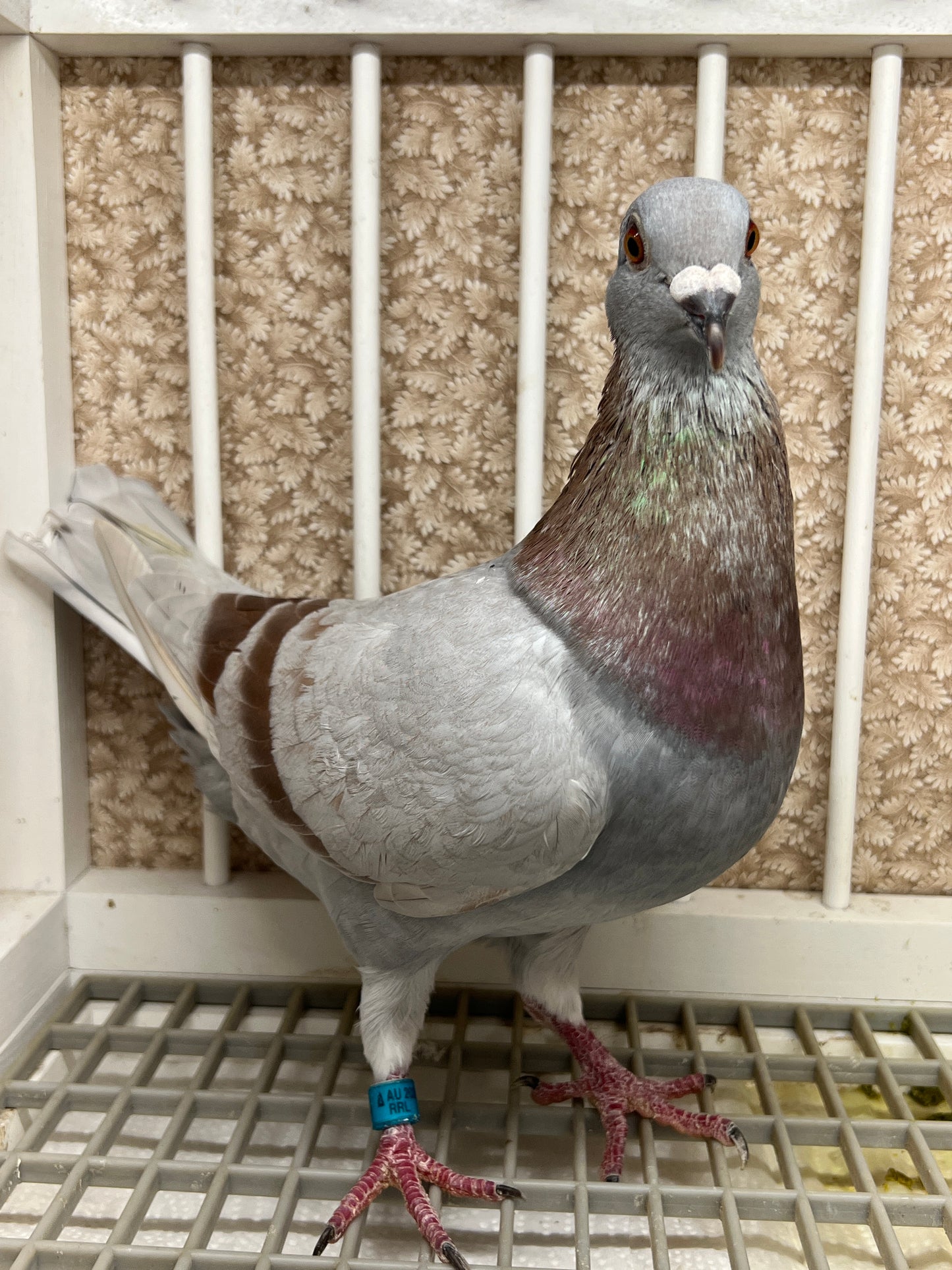 Racing Pigeon (RRL 493)(COCK)