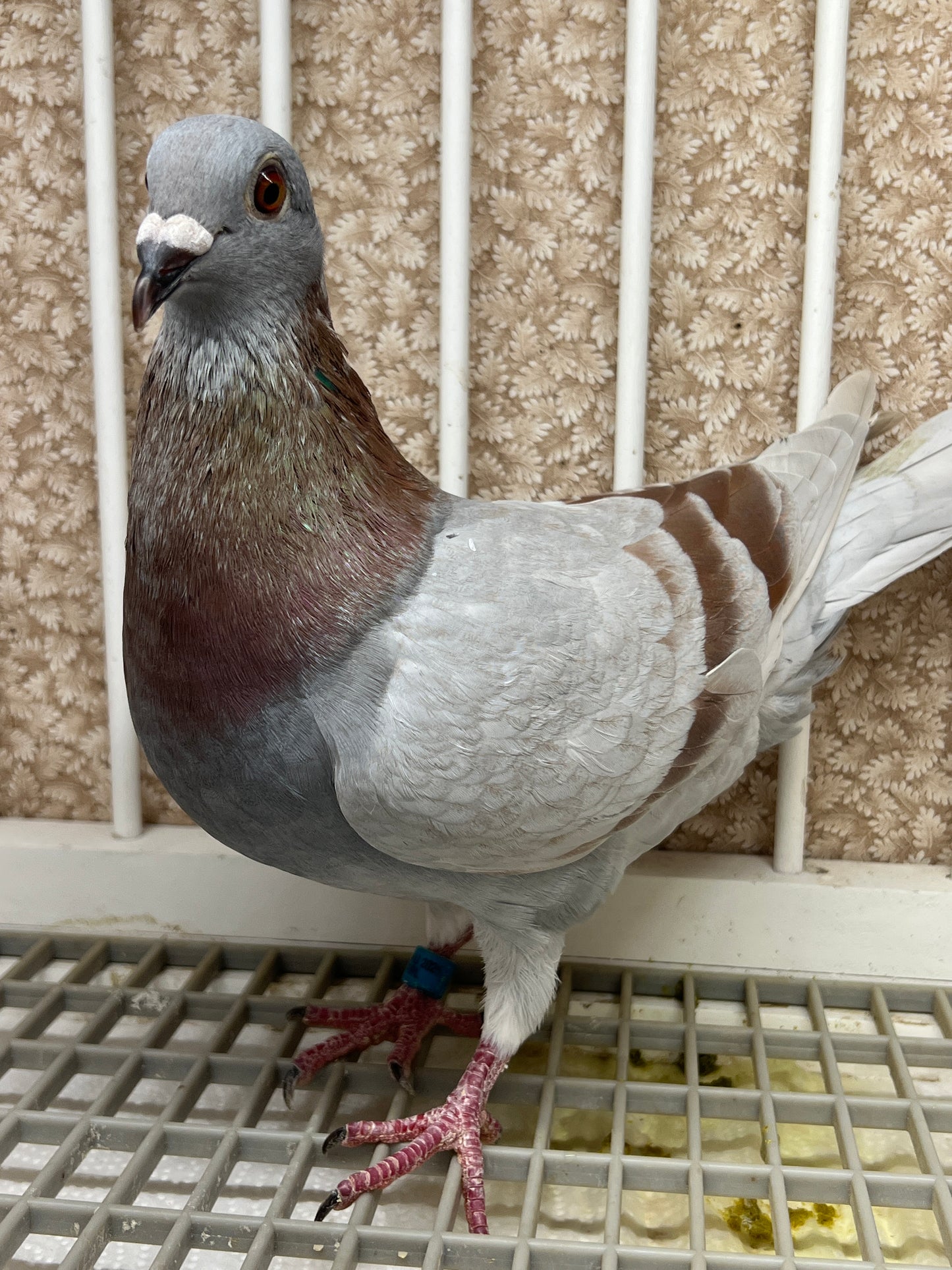Racing Pigeon (RRL 493)(COCK)