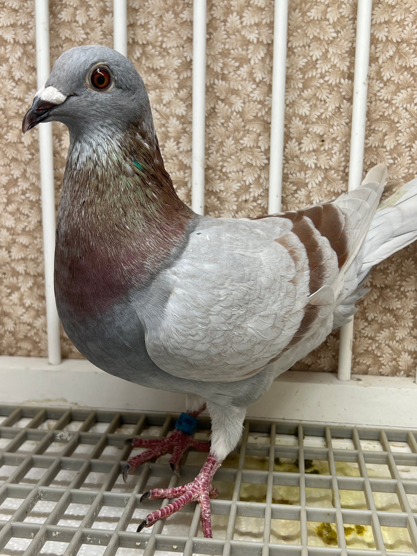 Racing Pigeon (RRL 493)(COCK)