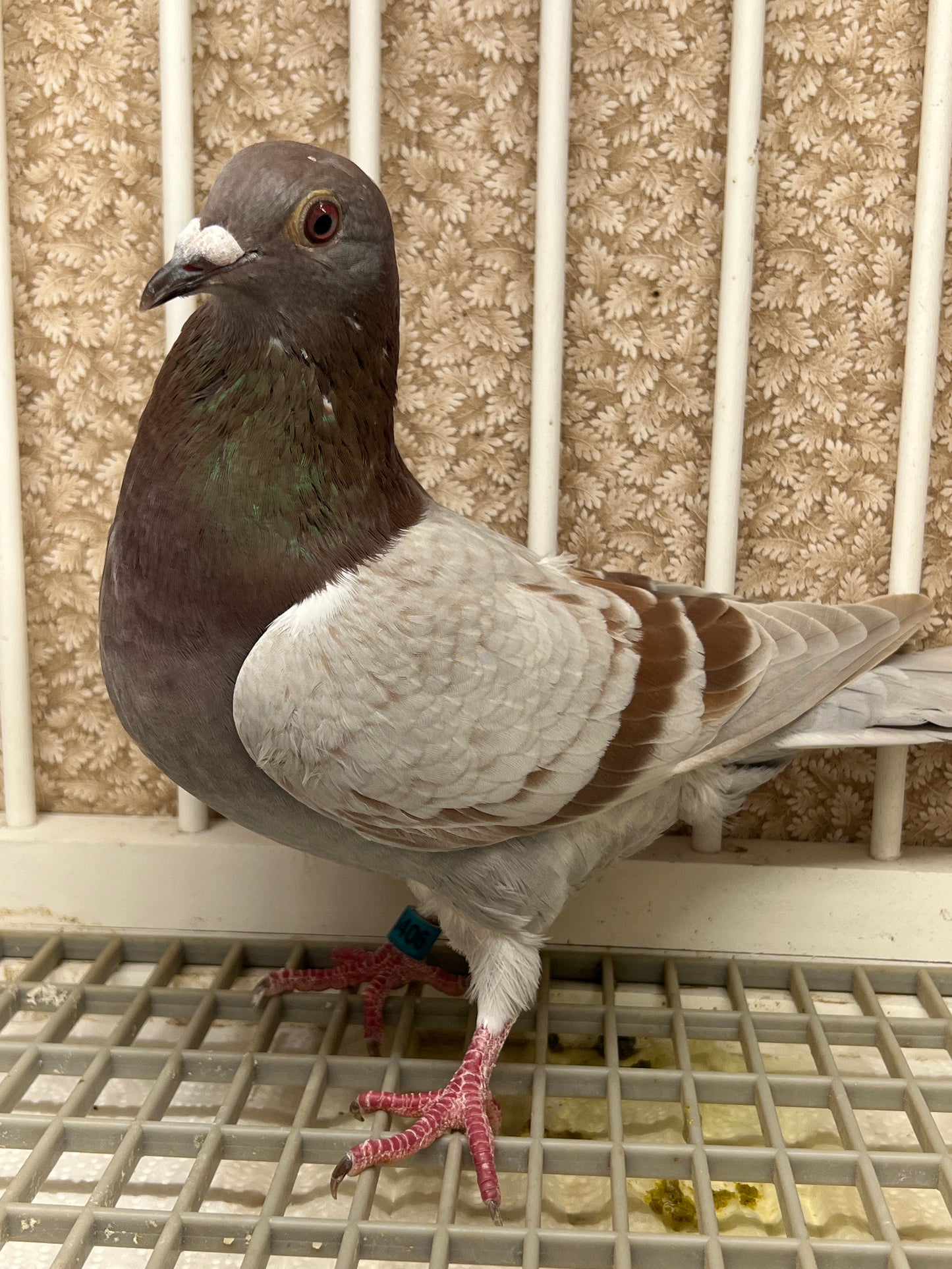 Racing Pigeon "GRPC 5406”