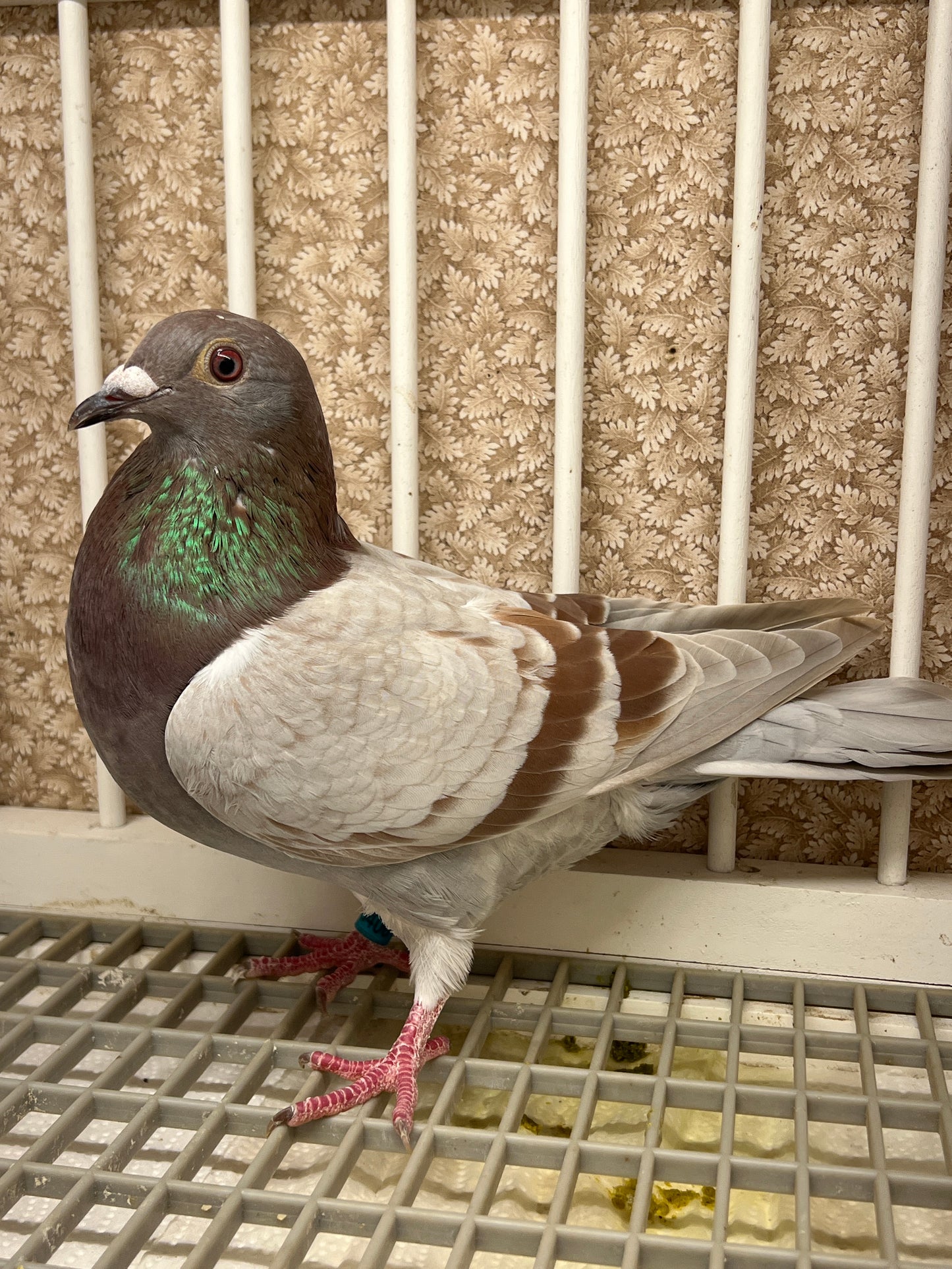 Racing Pigeon "GRPC 5406”