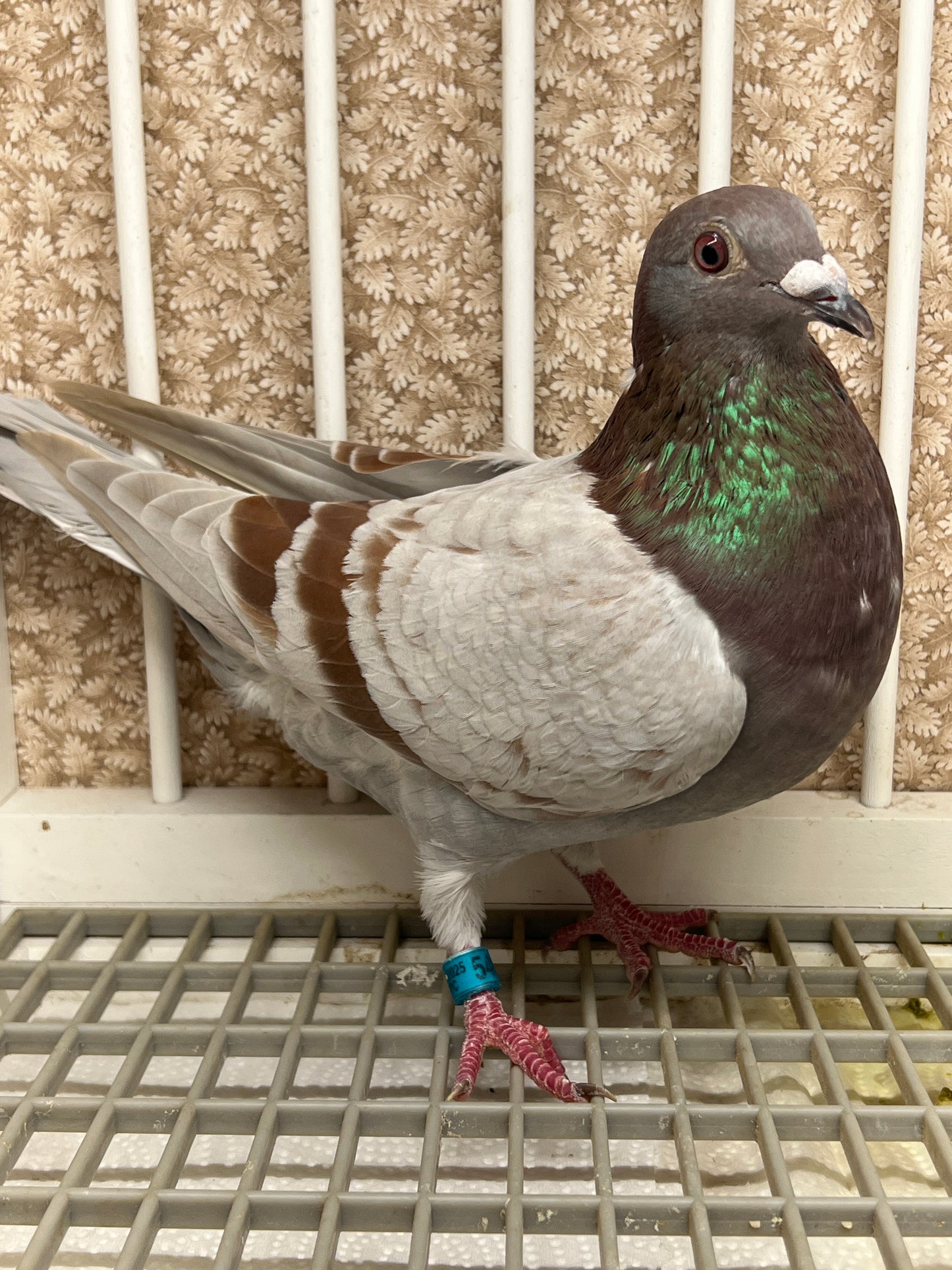 Racing Pigeon "GRPC 5406”