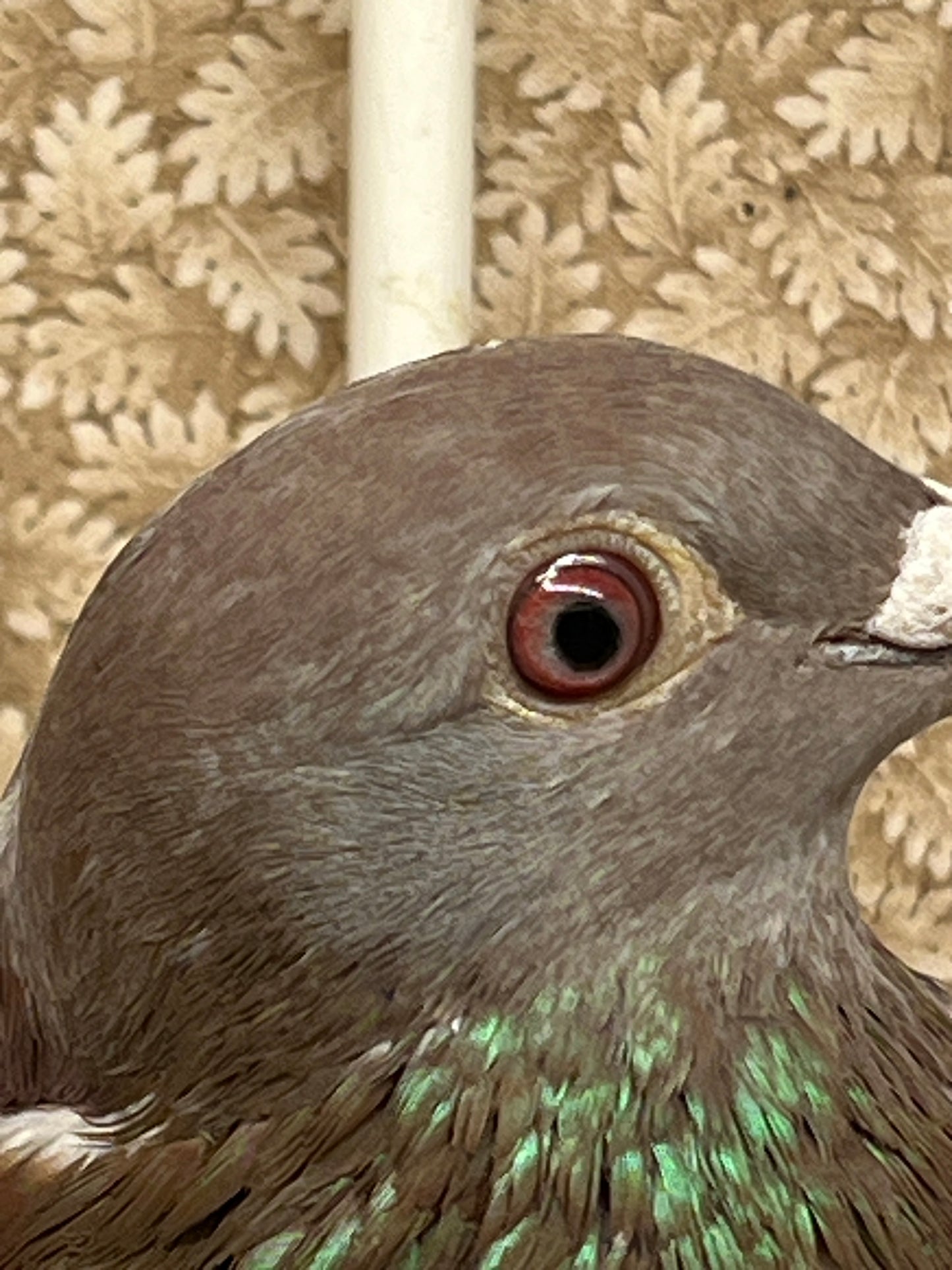 Racing Pigeon "GRPC 5406”