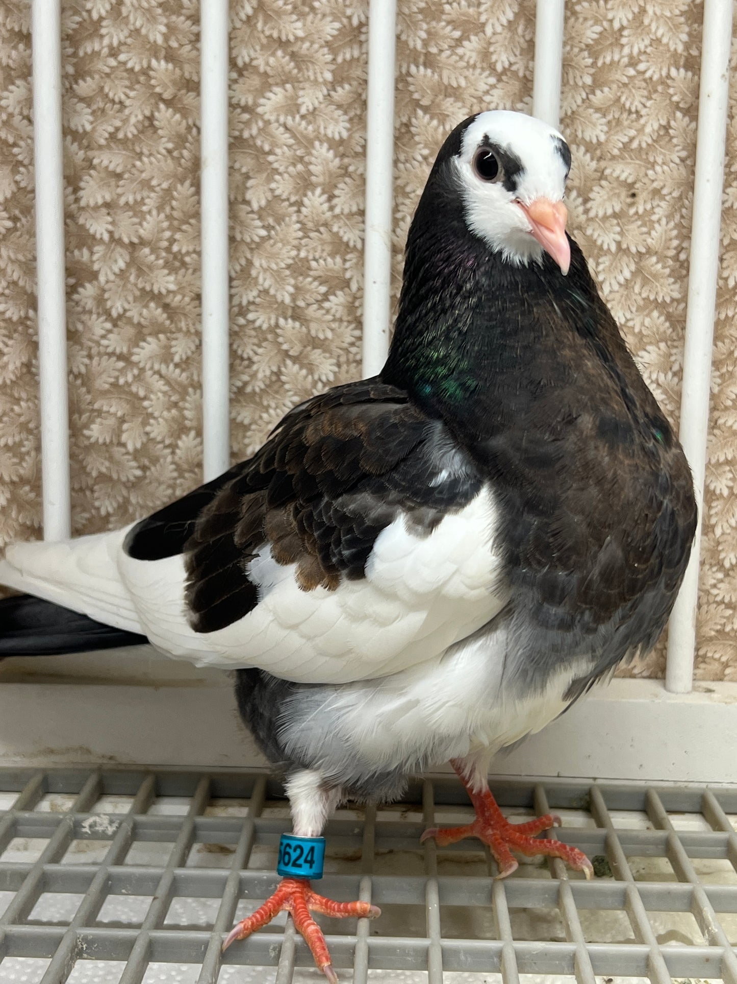 Birmingham Roller Pigeon "5624”