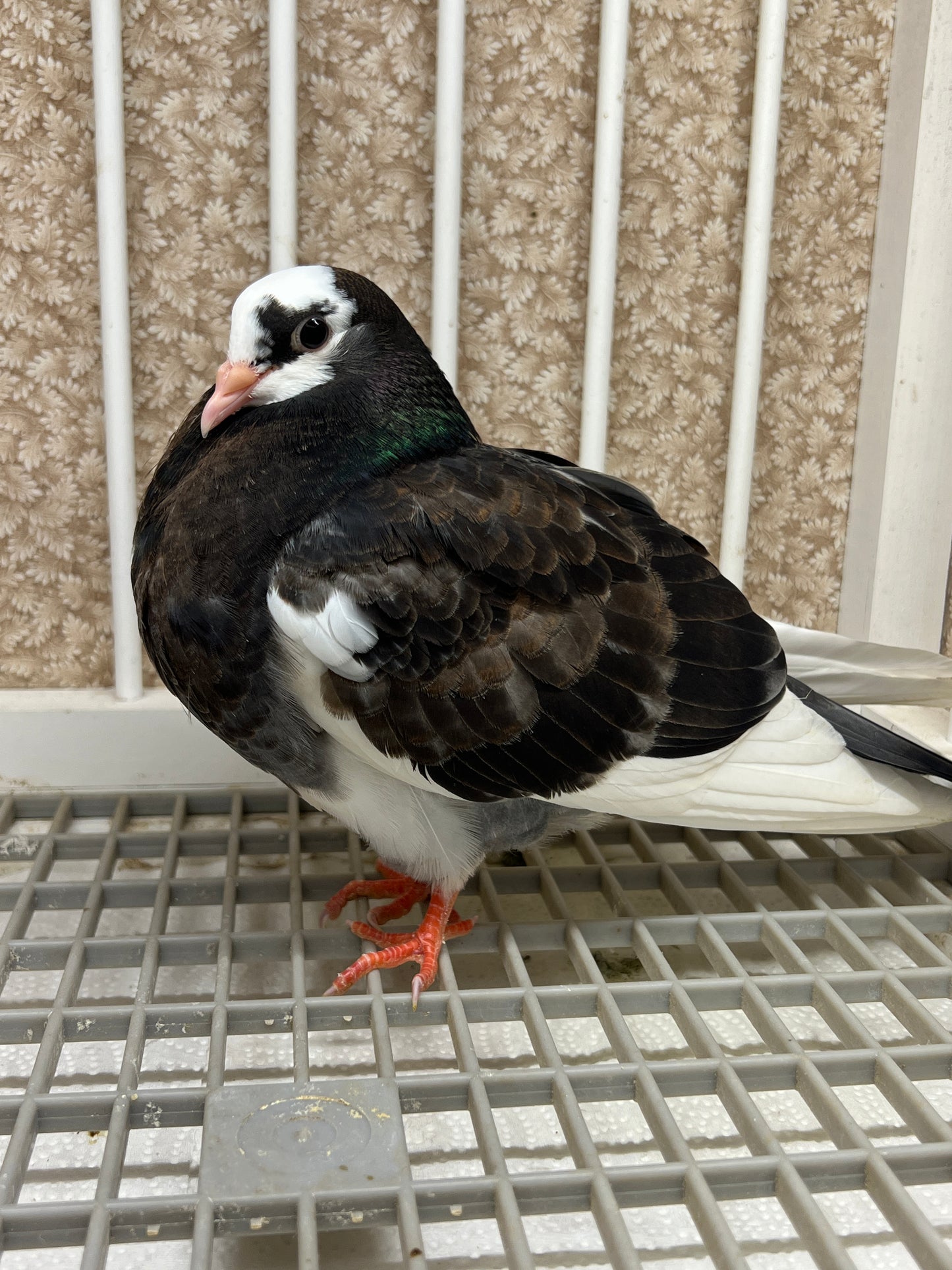 Birmingham Roller Pigeon "5624”