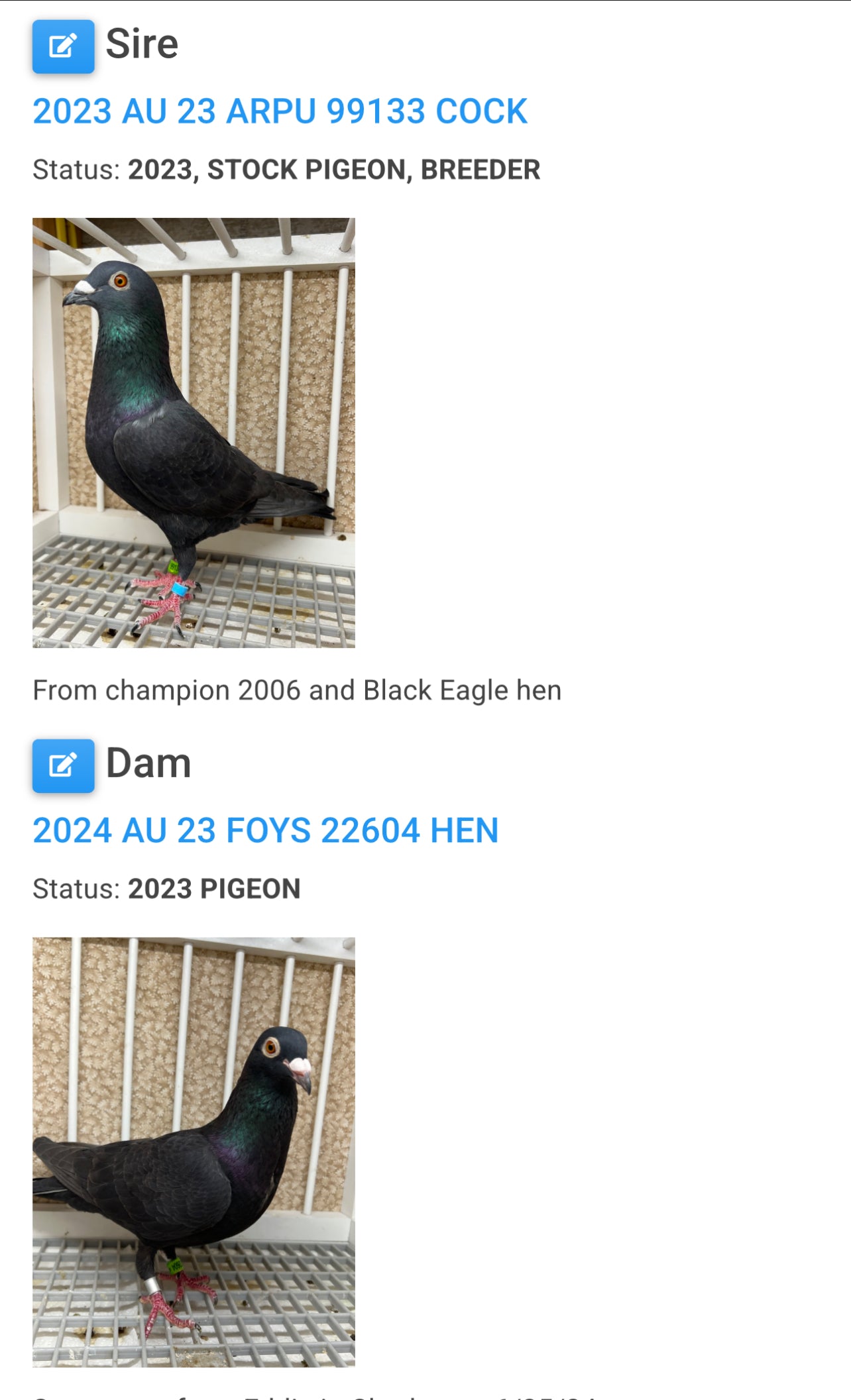2025 Black Eagle Pigeon "GRPC 5635”