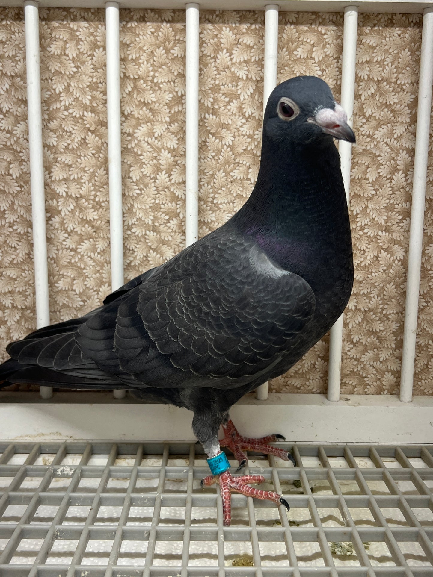 2025 Black Eagle Pigeon "GRPC 5635”