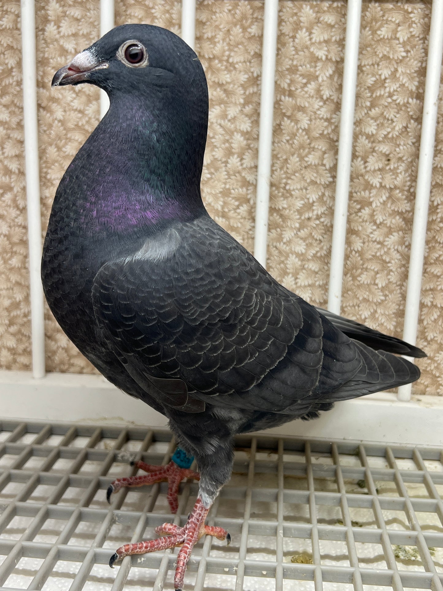 2025 Black Eagle Pigeon "GRPC 5635”