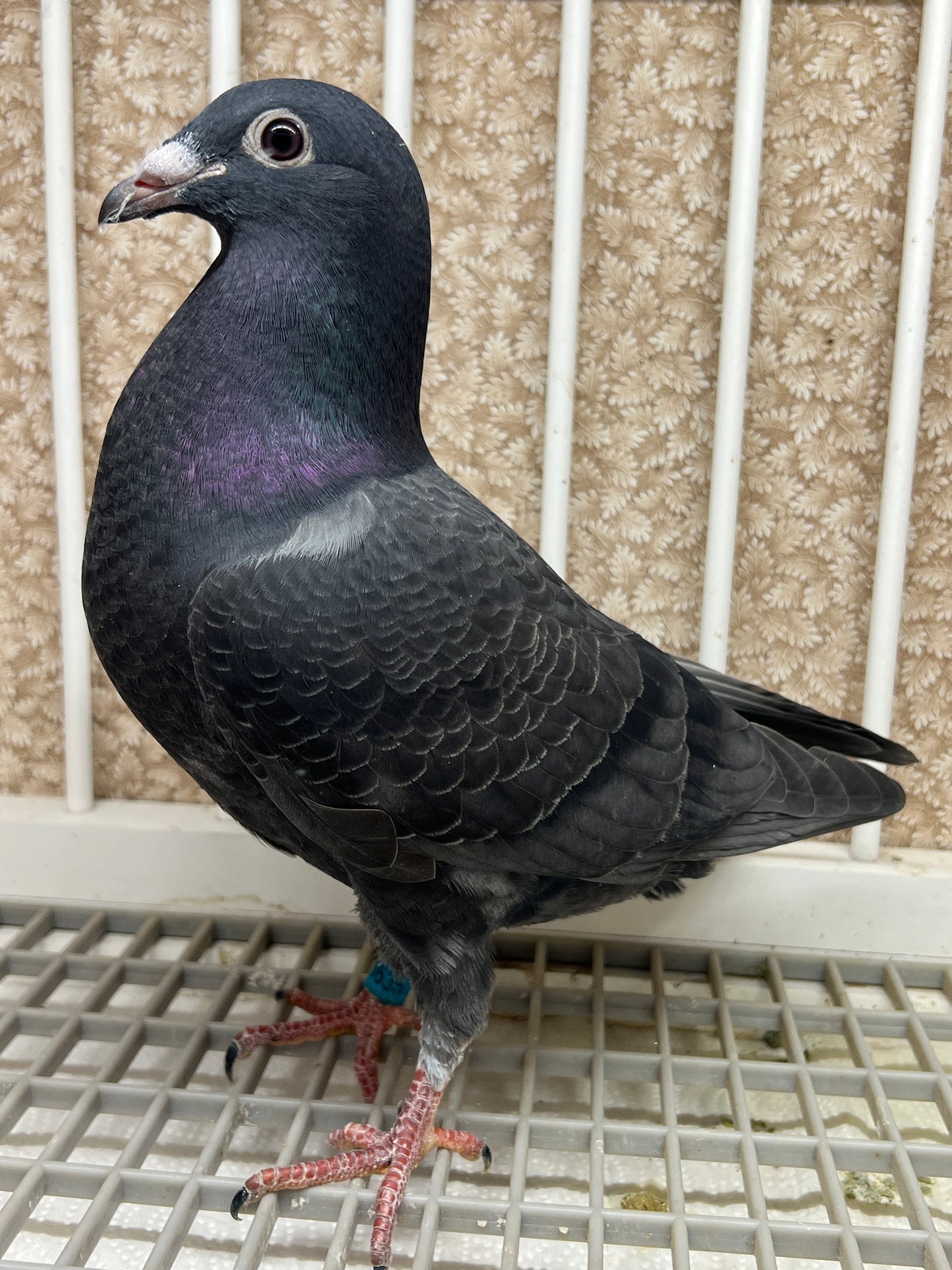 2025 Black Eagle Pigeon "GRPC 5635”