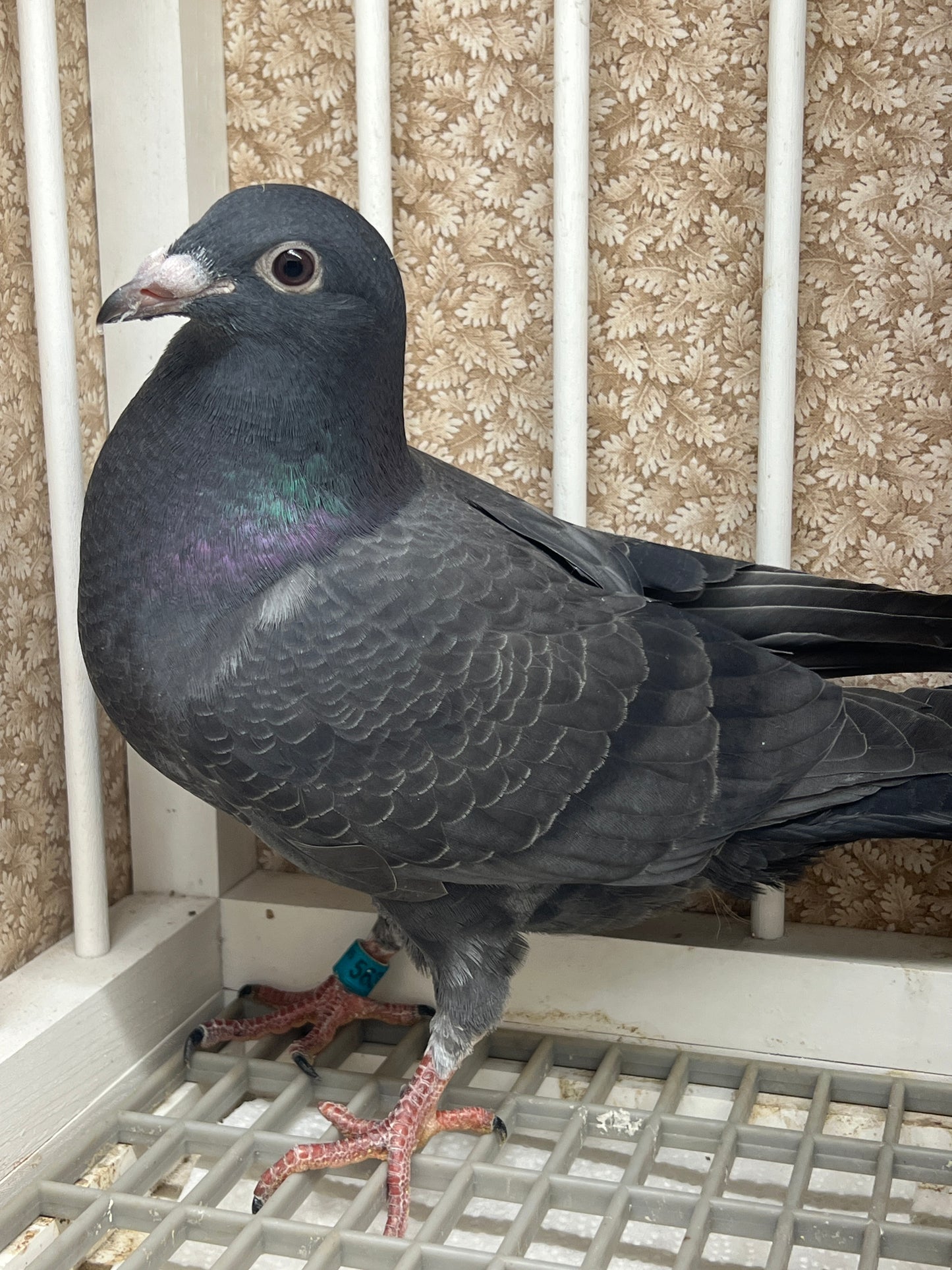 2025 Black Eagle Pigeon "GRPC 5635”