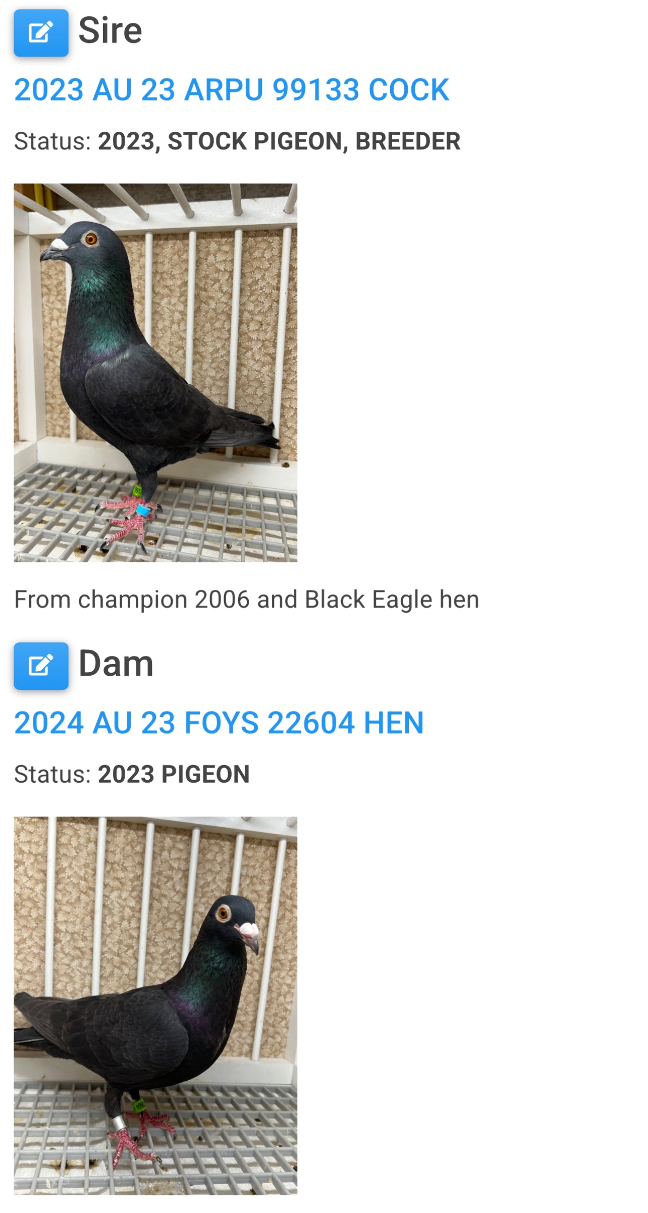 2025 Black Eagle Pigeon "GRPC 5634”